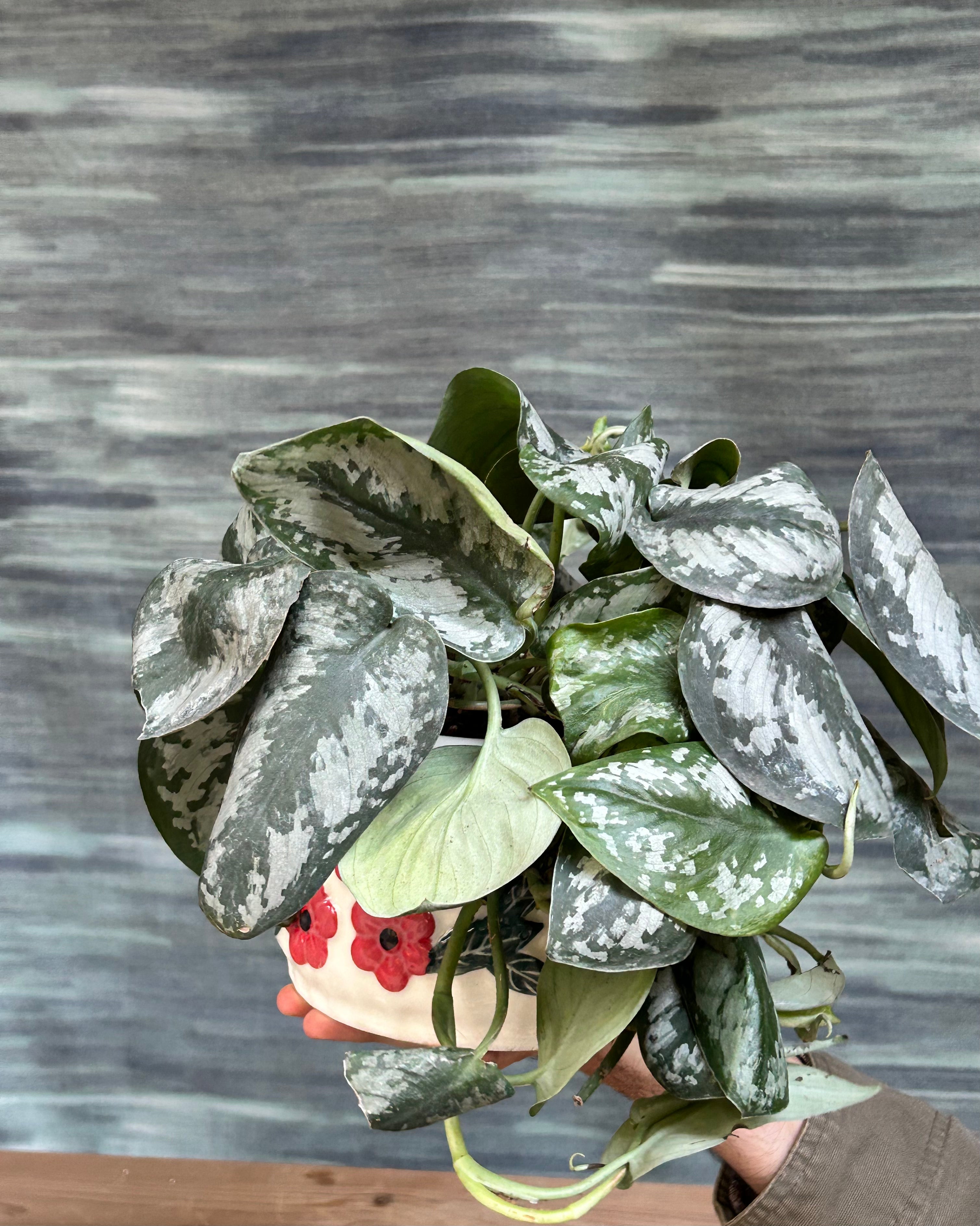 Silver pothos or Scindapsus Silver trailing indoor plant styled on a shelf in bright, indirect light
