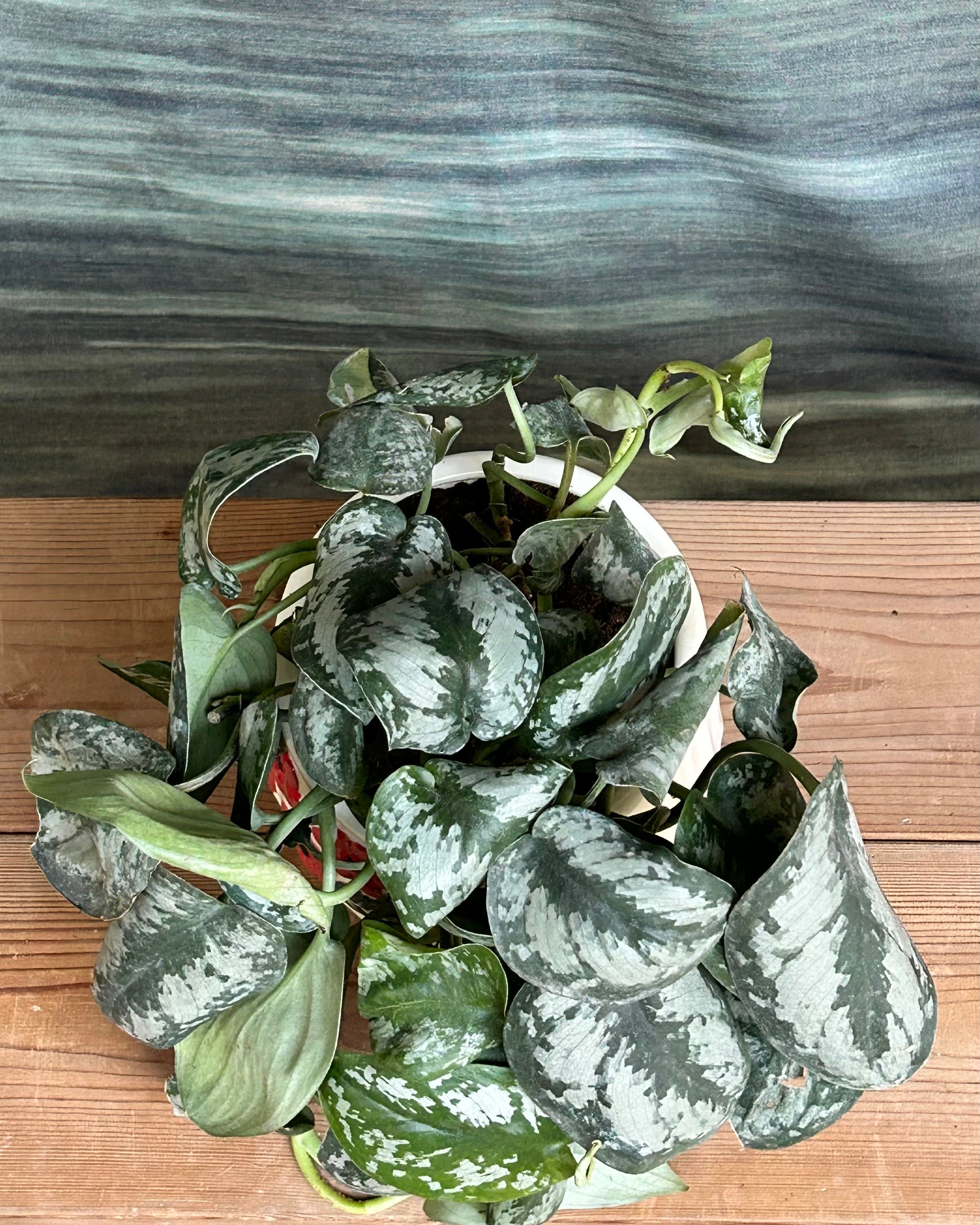 Silver vine Scindapsus Silver tabletop indoor plant option for homes in Delhi