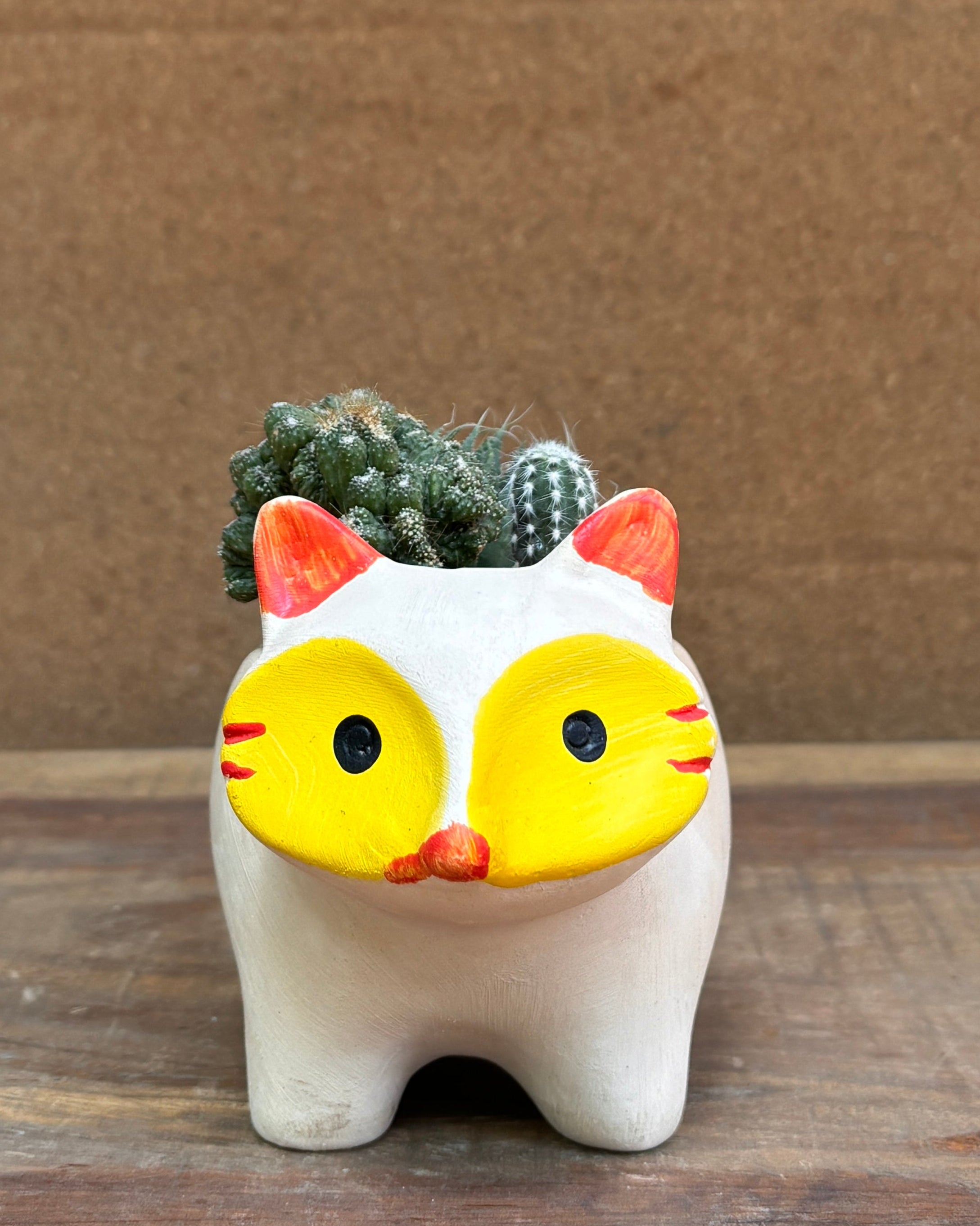 Sleek succulent planter premium plant gifts India from Planterie cafe available as indoor plants online India for World Environment Day