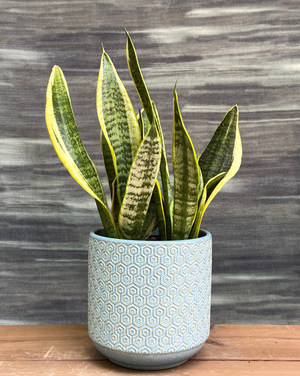 Snake Plant Black Gold Sanctoria with dark green leaves edged in gold in striking blue hexagon ceramic pot – NASA-approved low-light indoor plant gift from Planterie Delhi, perfect for AC rooms, low light, and table-top plant arrangements for Indian homes