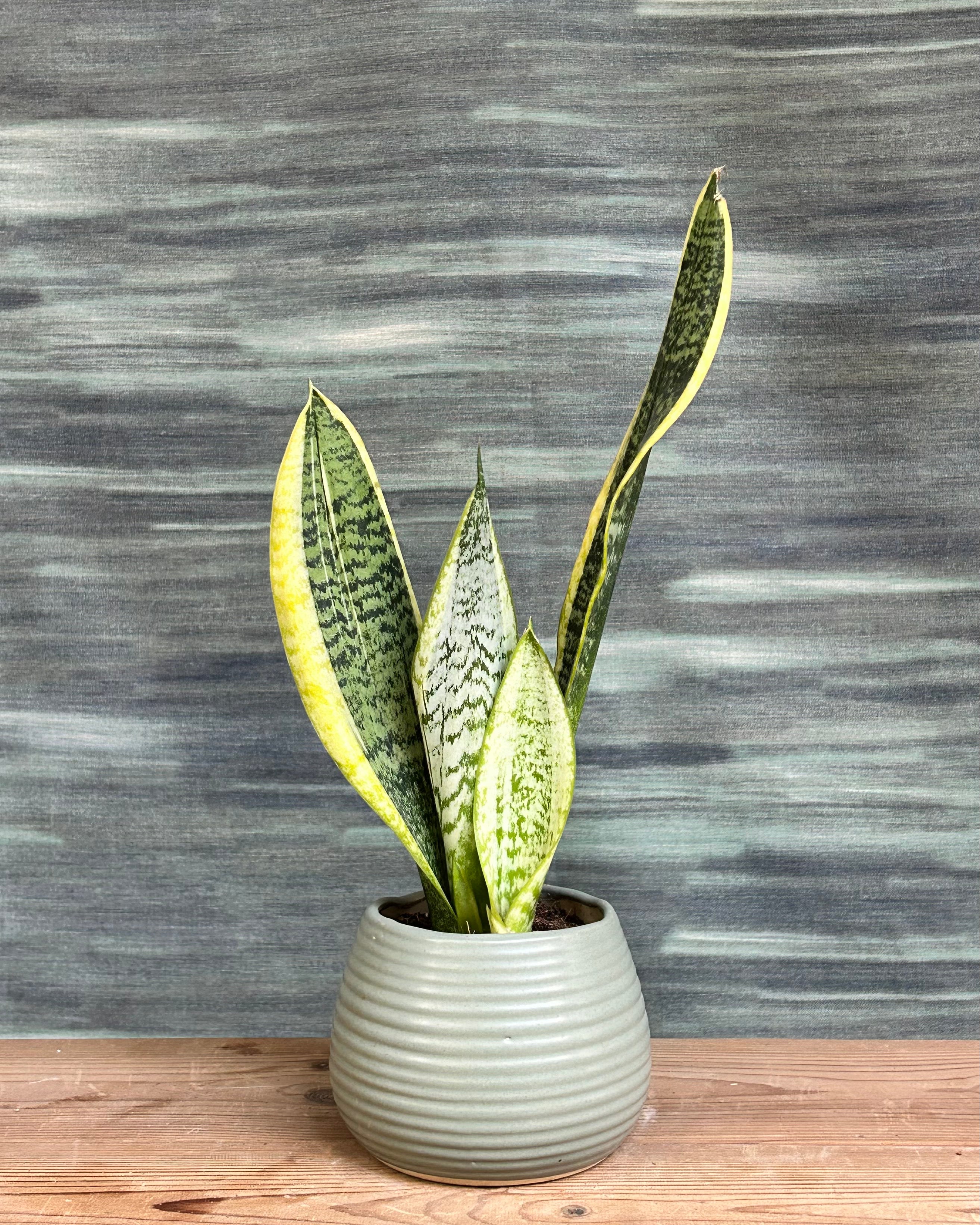 Snake Plant Hahnii bird’s nest type indoor plant with compact rosette leaves from Planterie Delhi