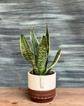 Snake Plant Hahnii bird’s nest type indoor plant with compact rosette leaves in a Tribal Face pot from Planterie