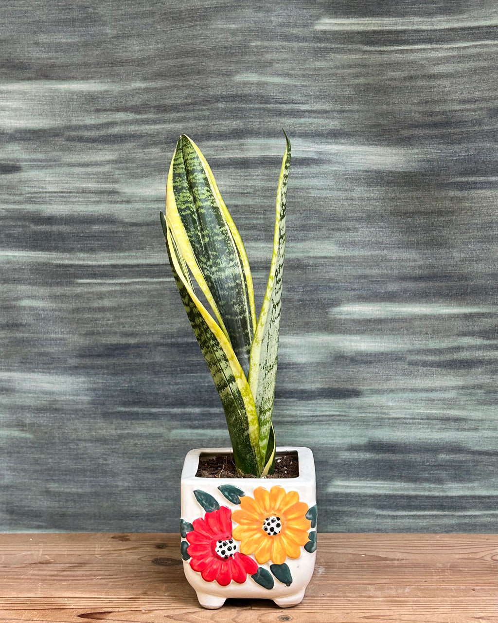 Snake Plant Hahnii compact indoor plant with patterned rosette leaves in a Floral Square pot from Planterie