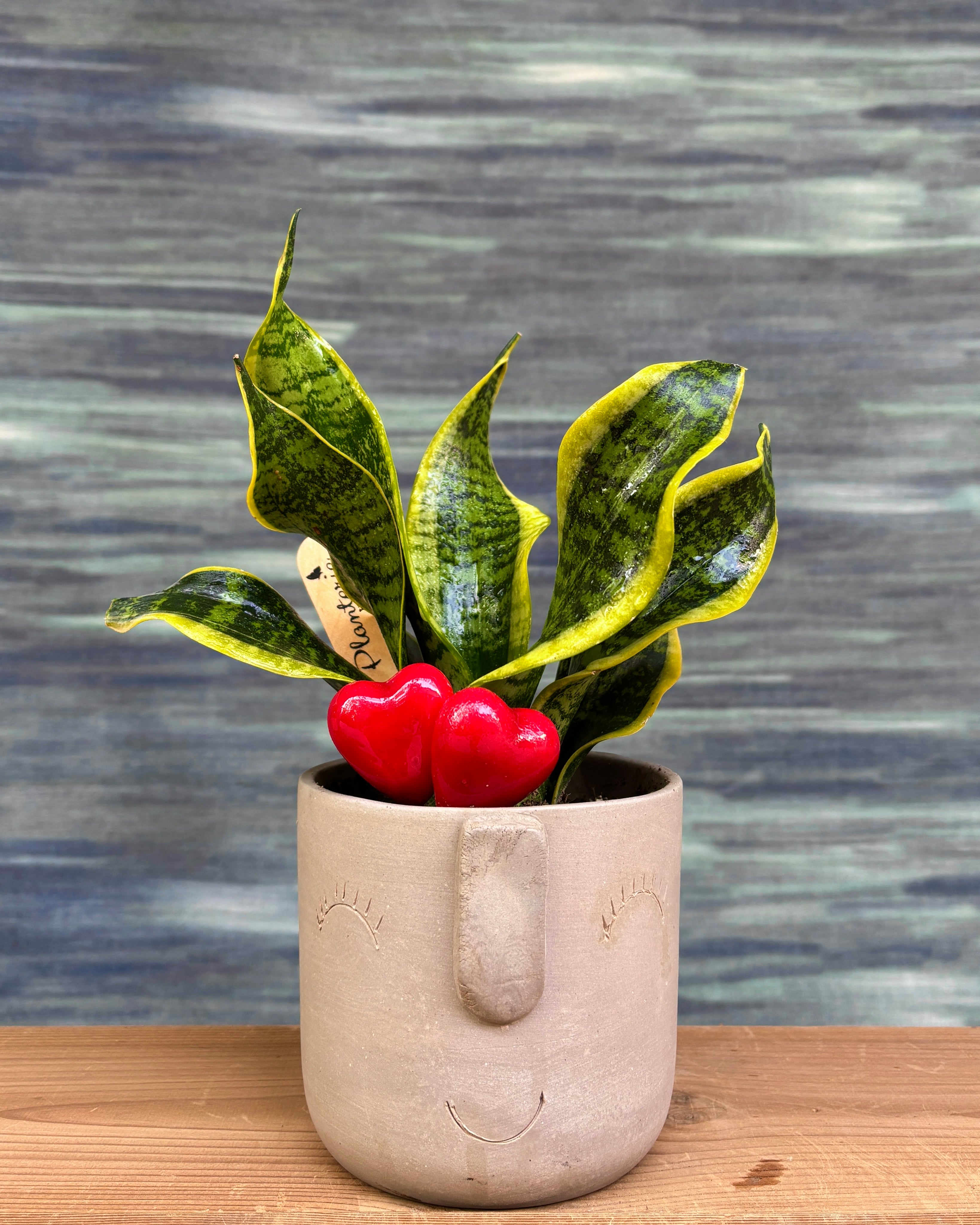 Snake Plant in Cement Nose