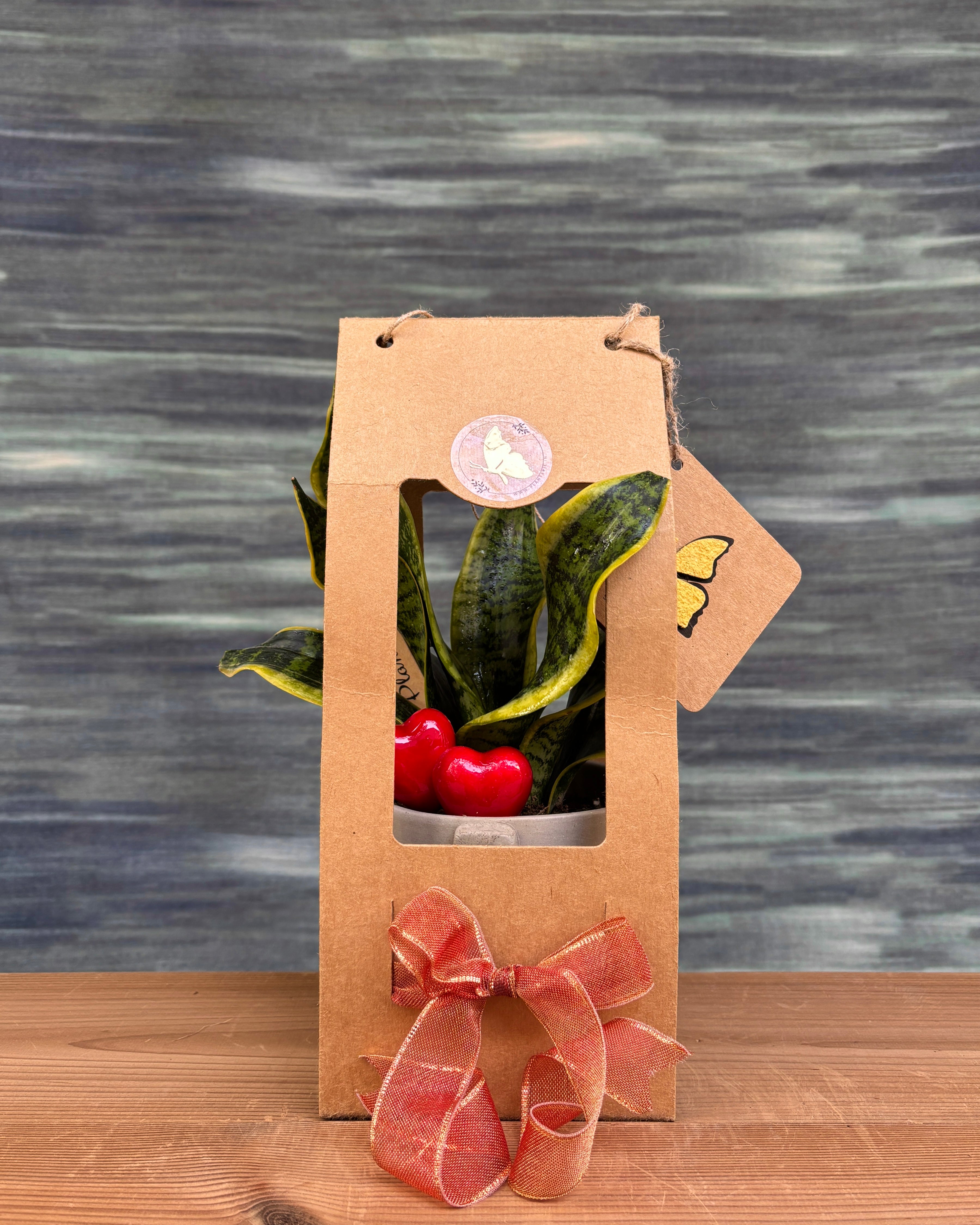 Snake Plant in Cement Nose