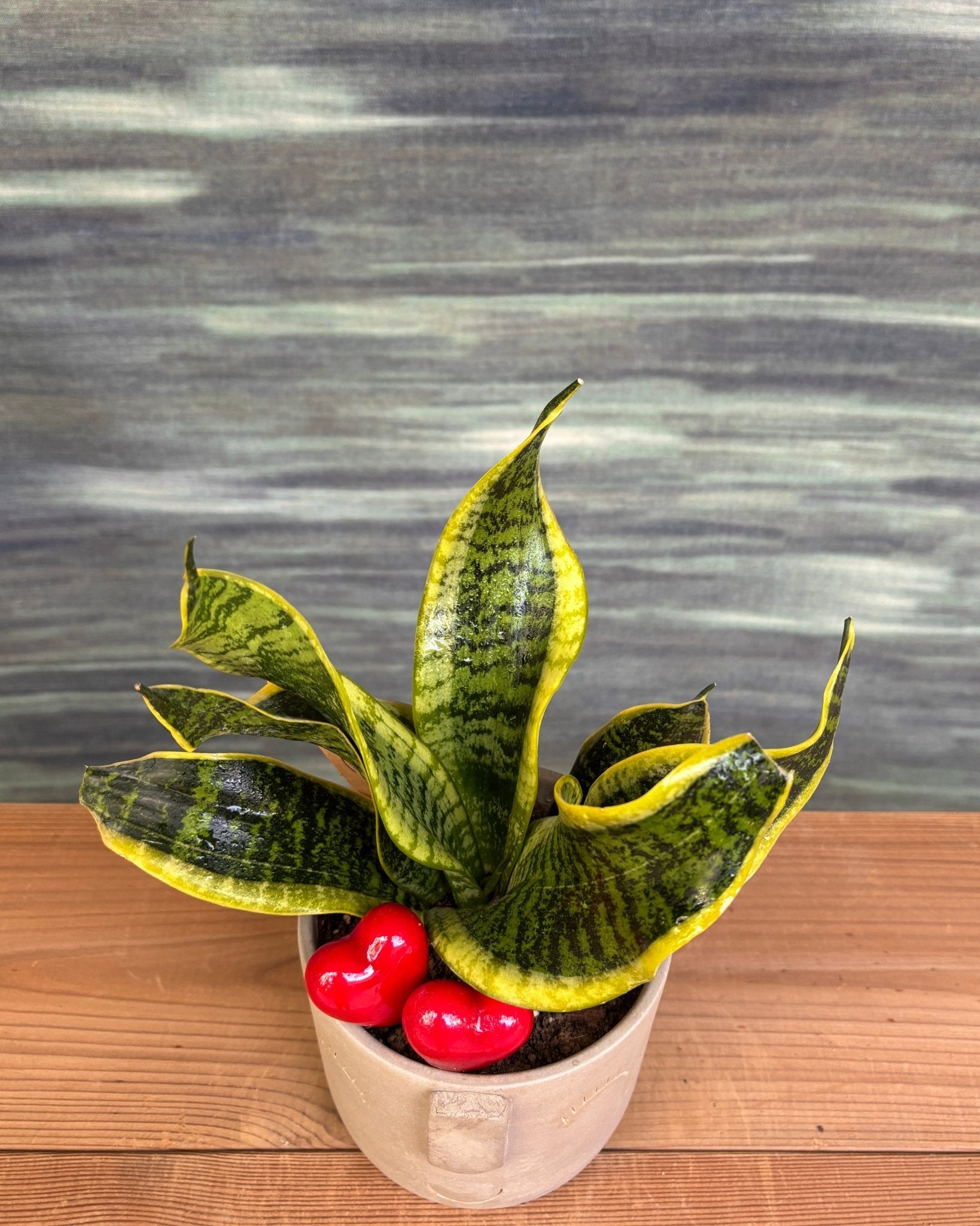 plastic pot inside ceramic for snake plant Snake Plant in Cement Nose Planter - Air-Purifying Statement Plant