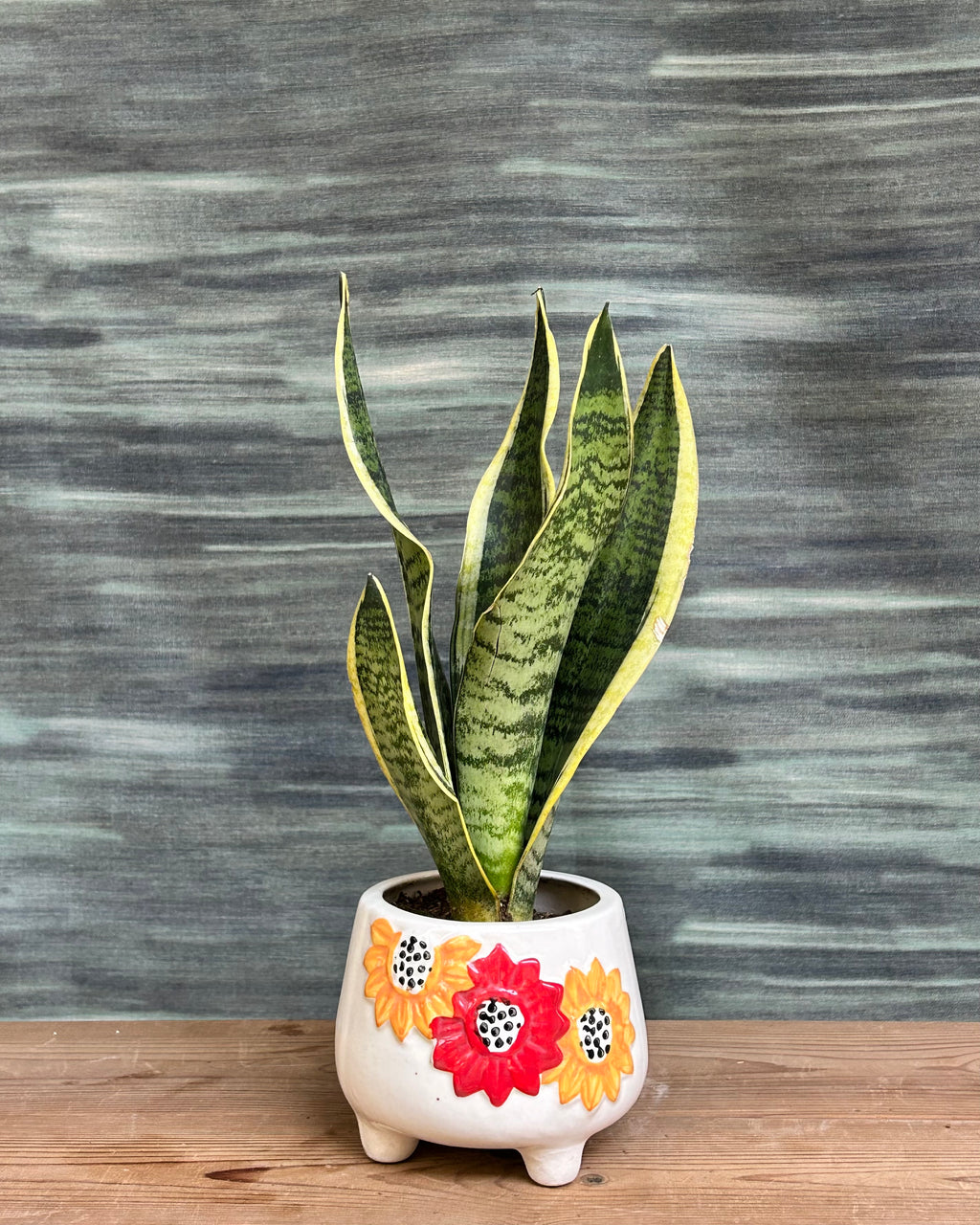 Snake Plant Black Gold in Floral Tippy