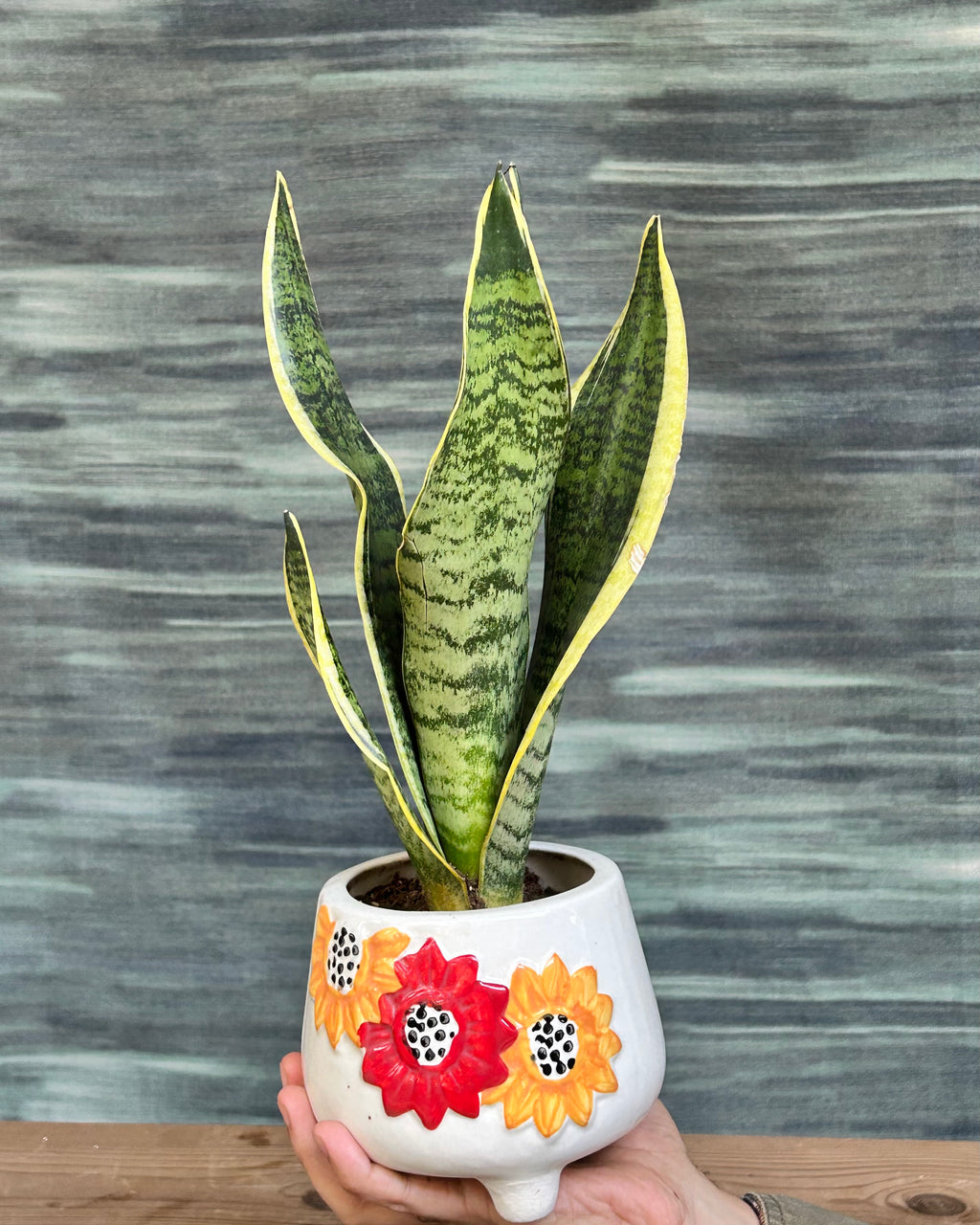 Snake Plant Black Gold in Floral Tippy