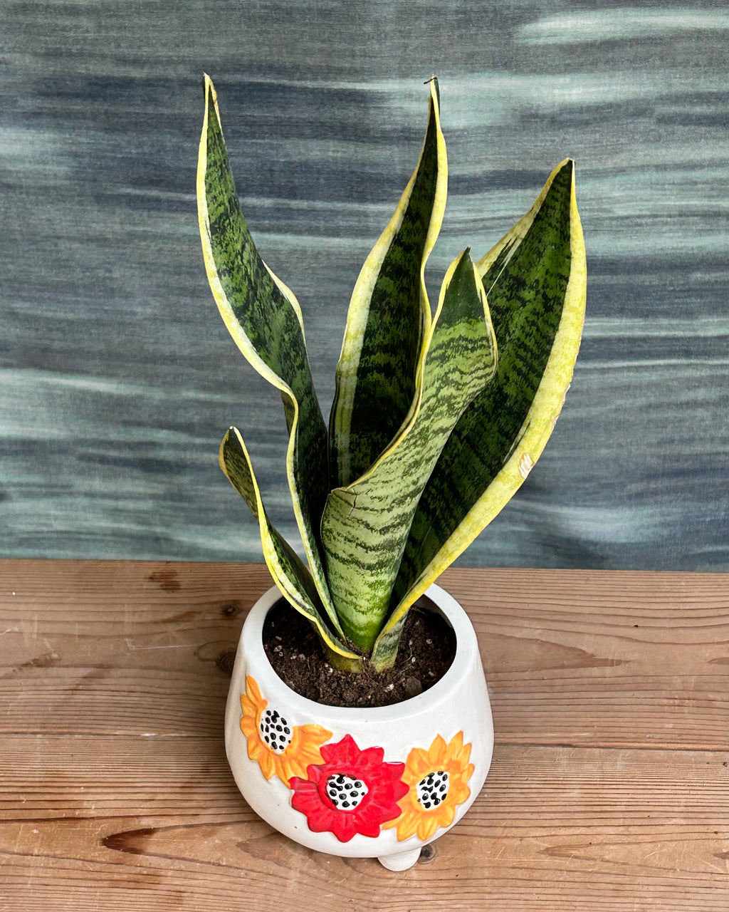 Snake Plant Black Gold in Floral Tippy
