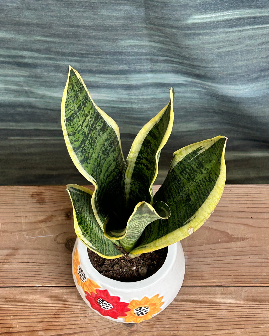 Snake Plant Black Gold in Floral Tippy