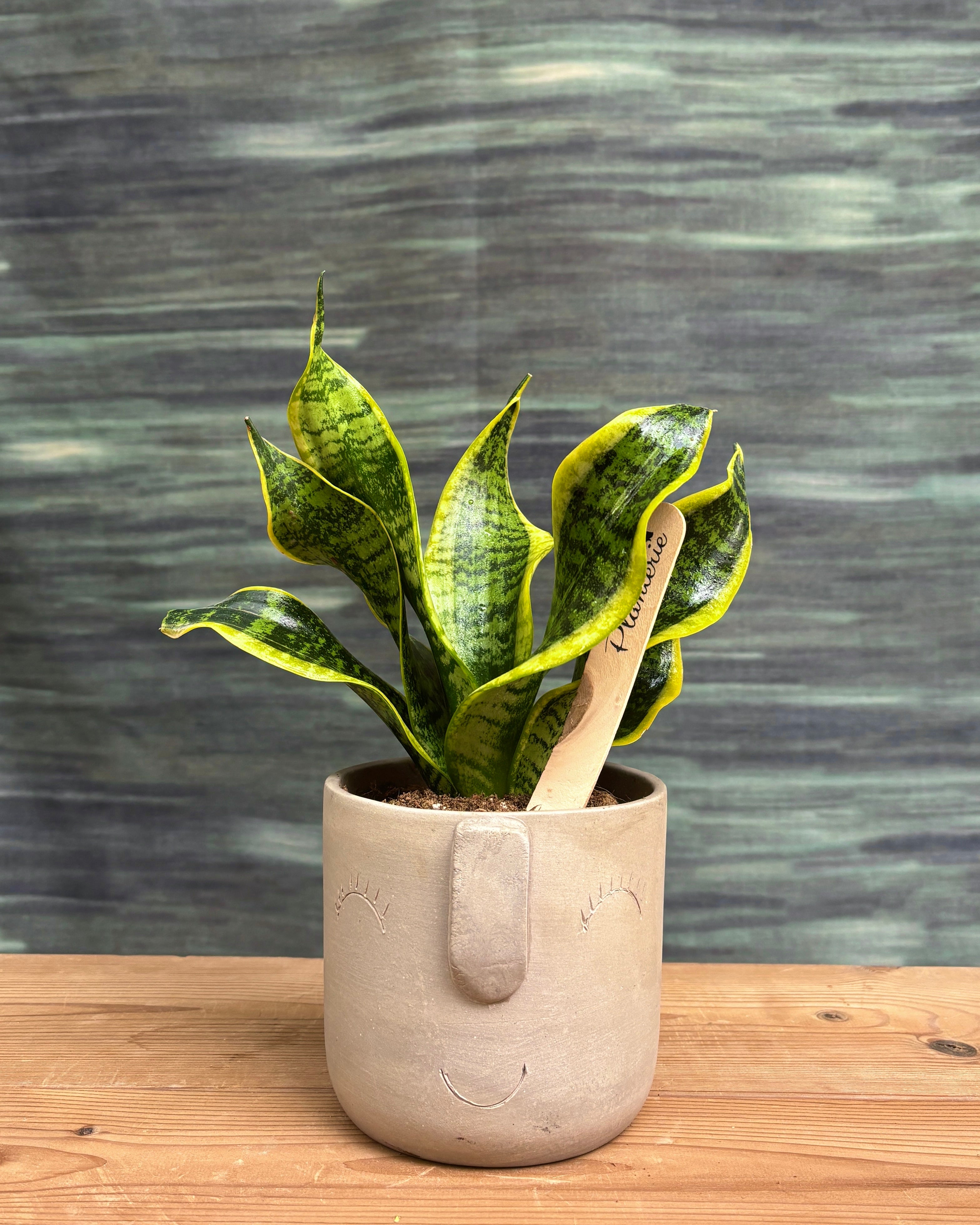 Snake Plant in Cement Nose