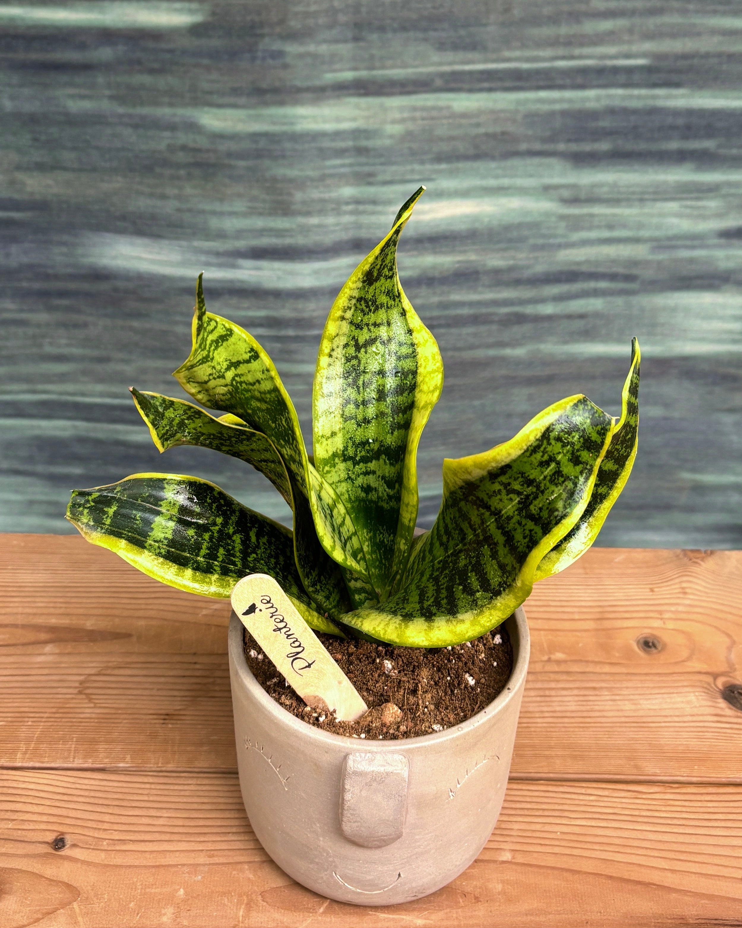 Snake Plant in Cement Nose
