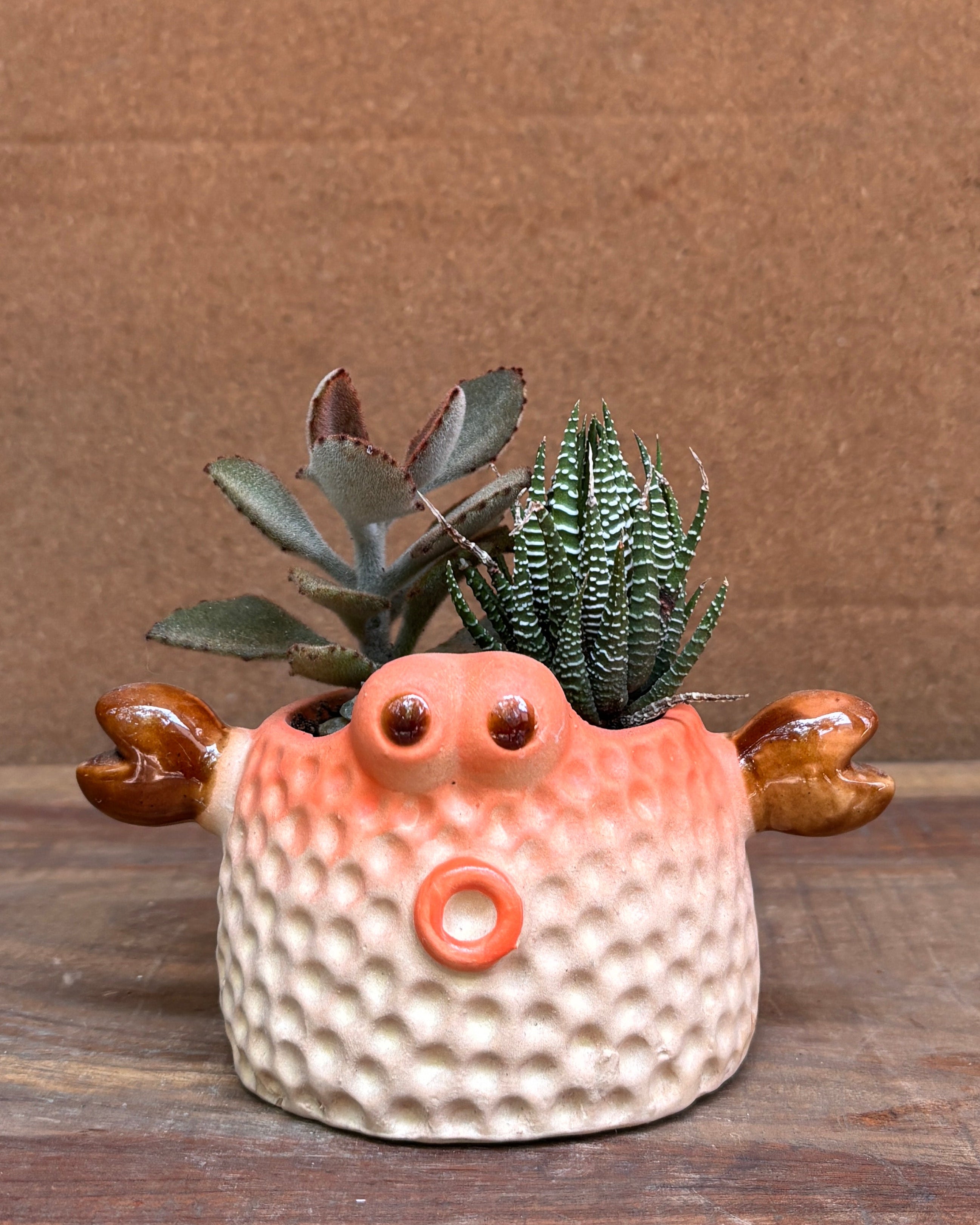 Succulent arrangement in quirky ceramic crab planter from Planterie plant studio in Delhi perfect for indoor plants gifting for World Environment Day