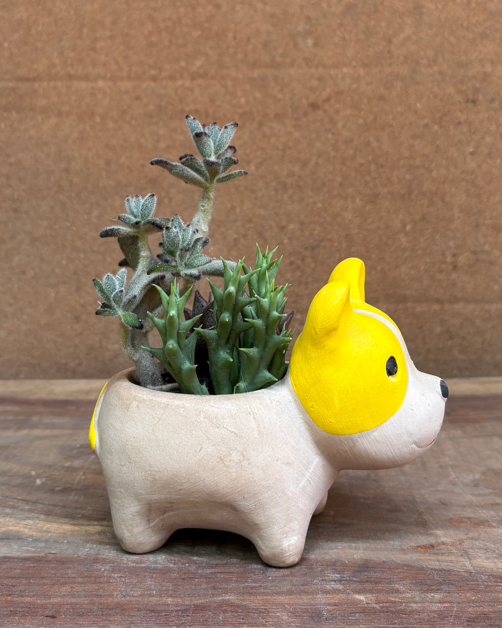 Succulent arrangement in charming ceramic French Bulldog planter from Planterie plant studio in Delhi perfect for indoor plants gifting  for World Environment Day