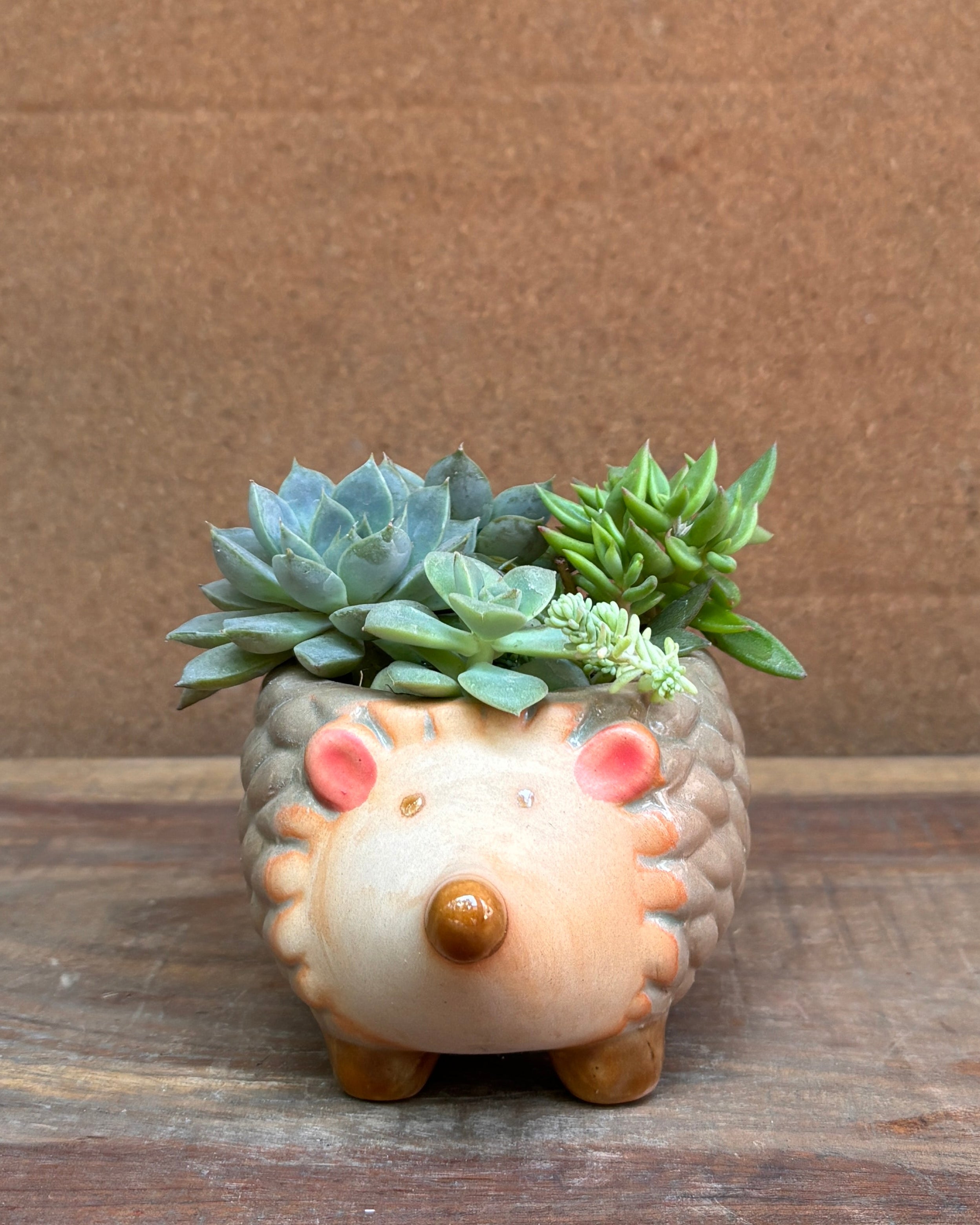 Succulent arrangement in textured ceramic hedgehog planter from Planterie plant studio in Delhi perfect for indoor plants gifting for World Environment Day