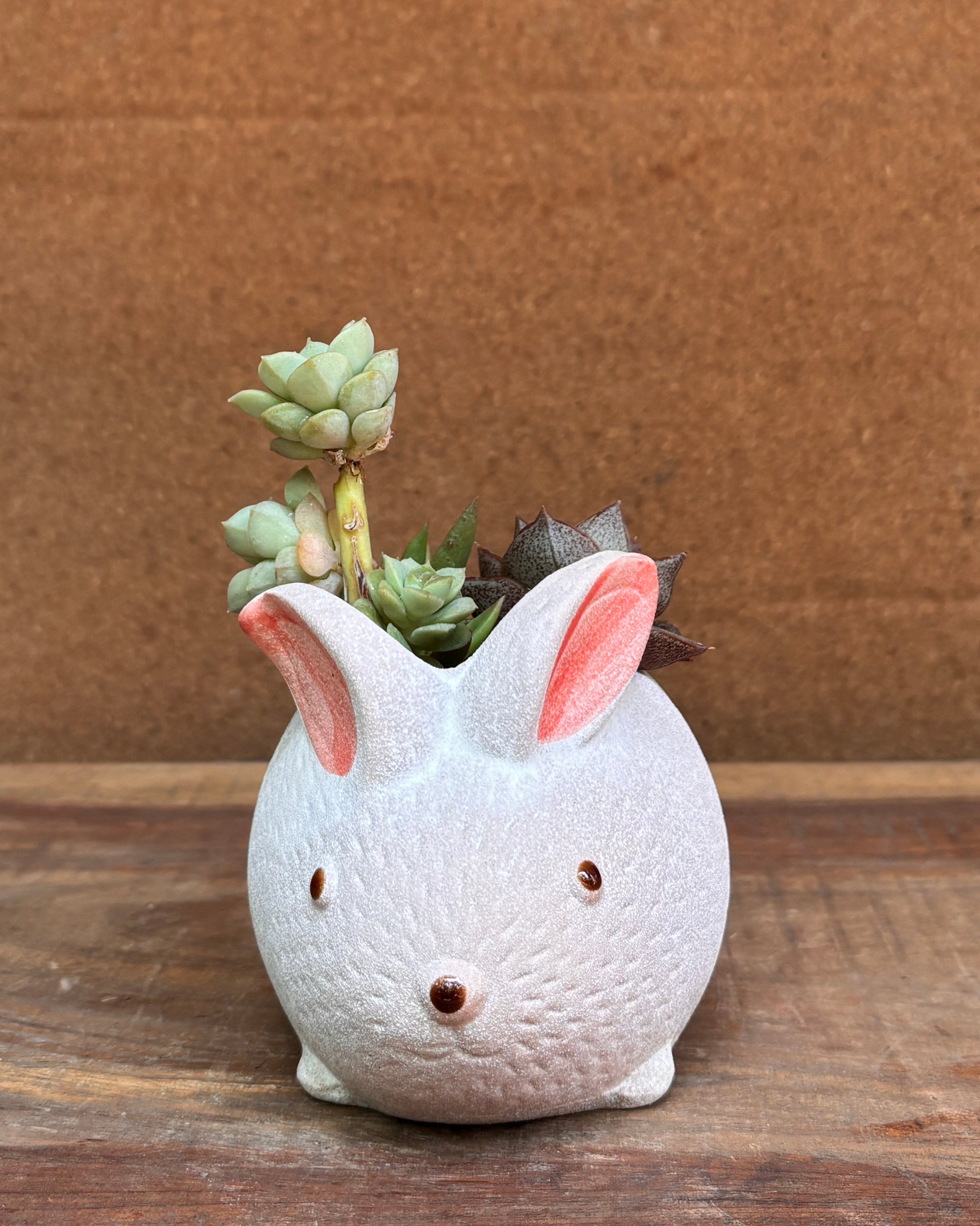 Succulent arrangement in cream ceramic bunny planter from Planterie plant studio in Delhi perfect for indoor plants gifting for World Environment Day