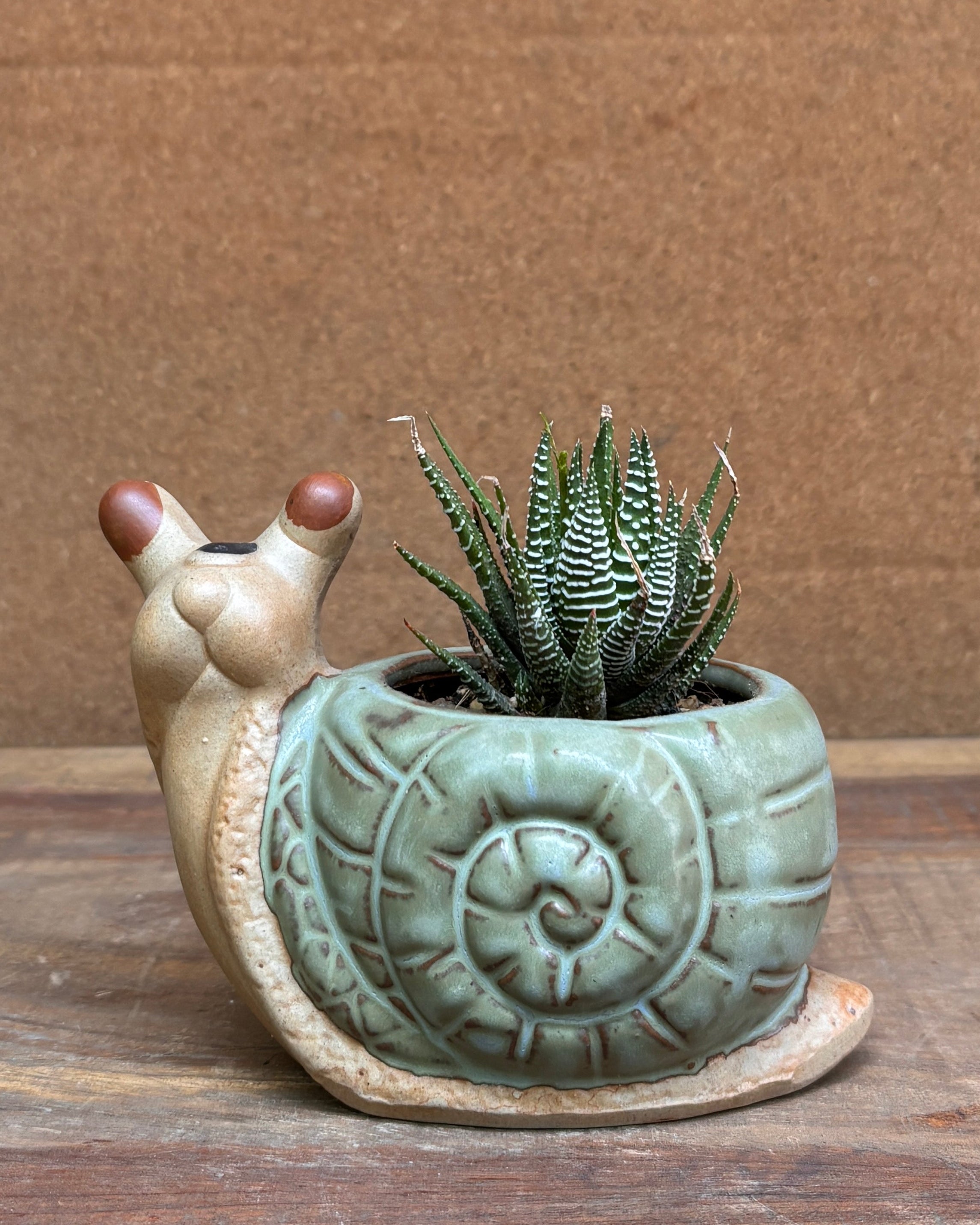 Green ceramic snail planter with hand picked succulent arrangement from Planterie plant studio in Delhi perfect for indoor plants gifting for World Environment Day