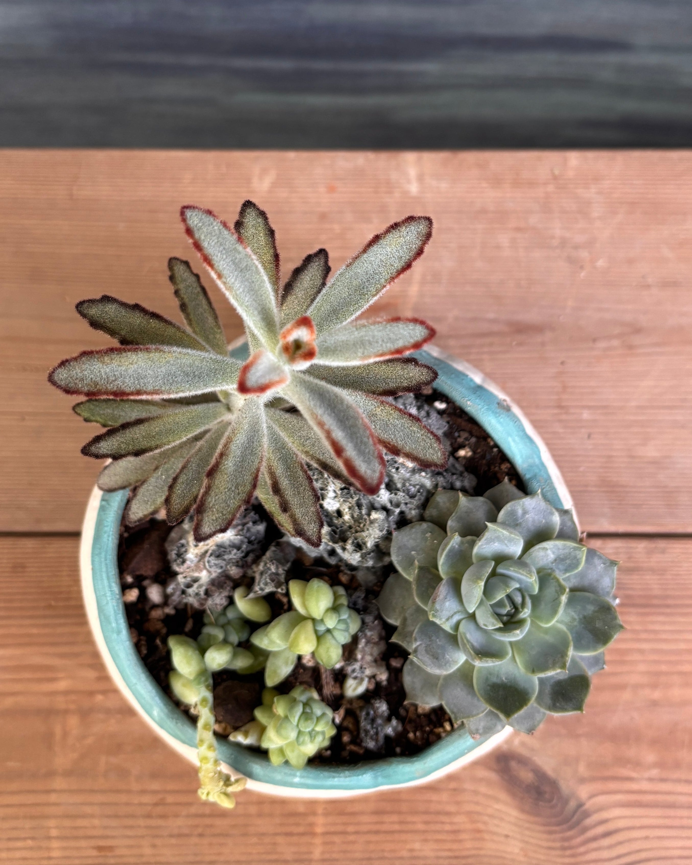 Soft Greens Succulents in Crooked Bowl