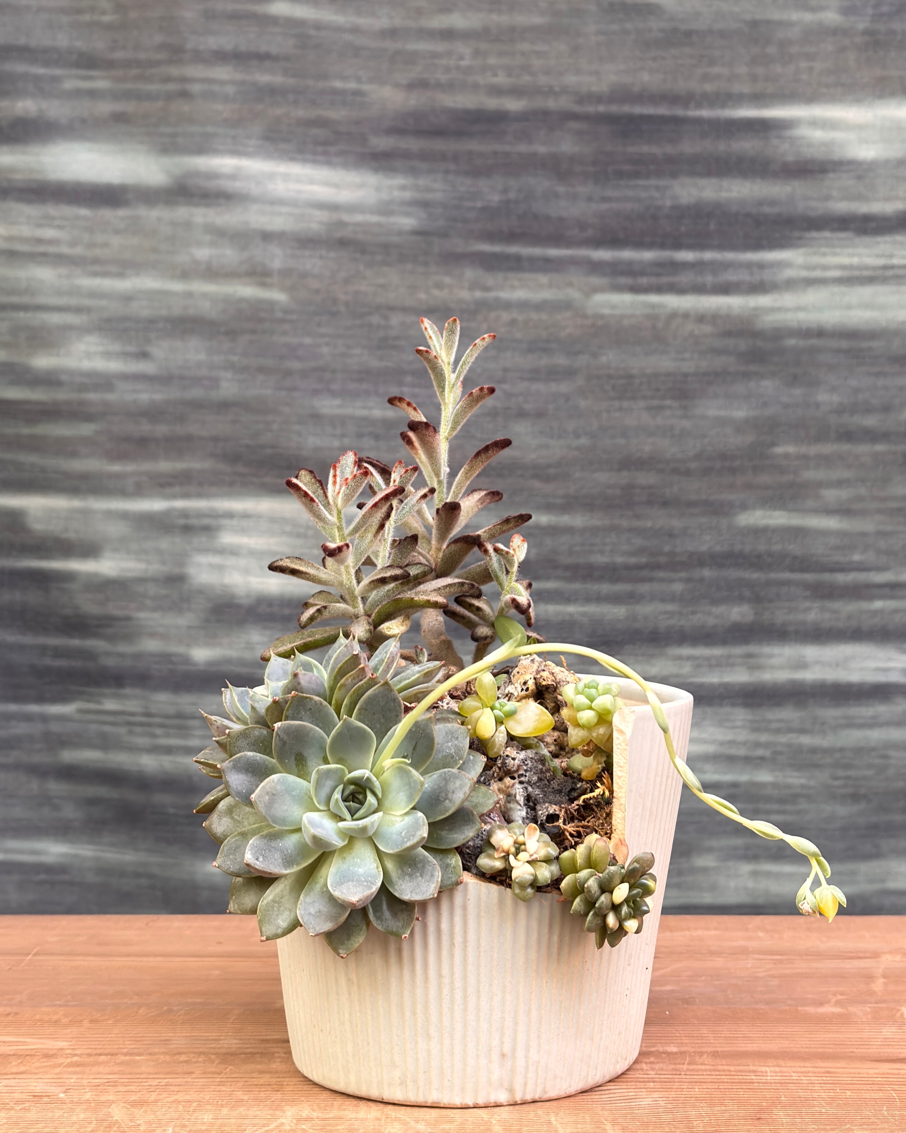 Special Succulent Arrangement in Broken Pot