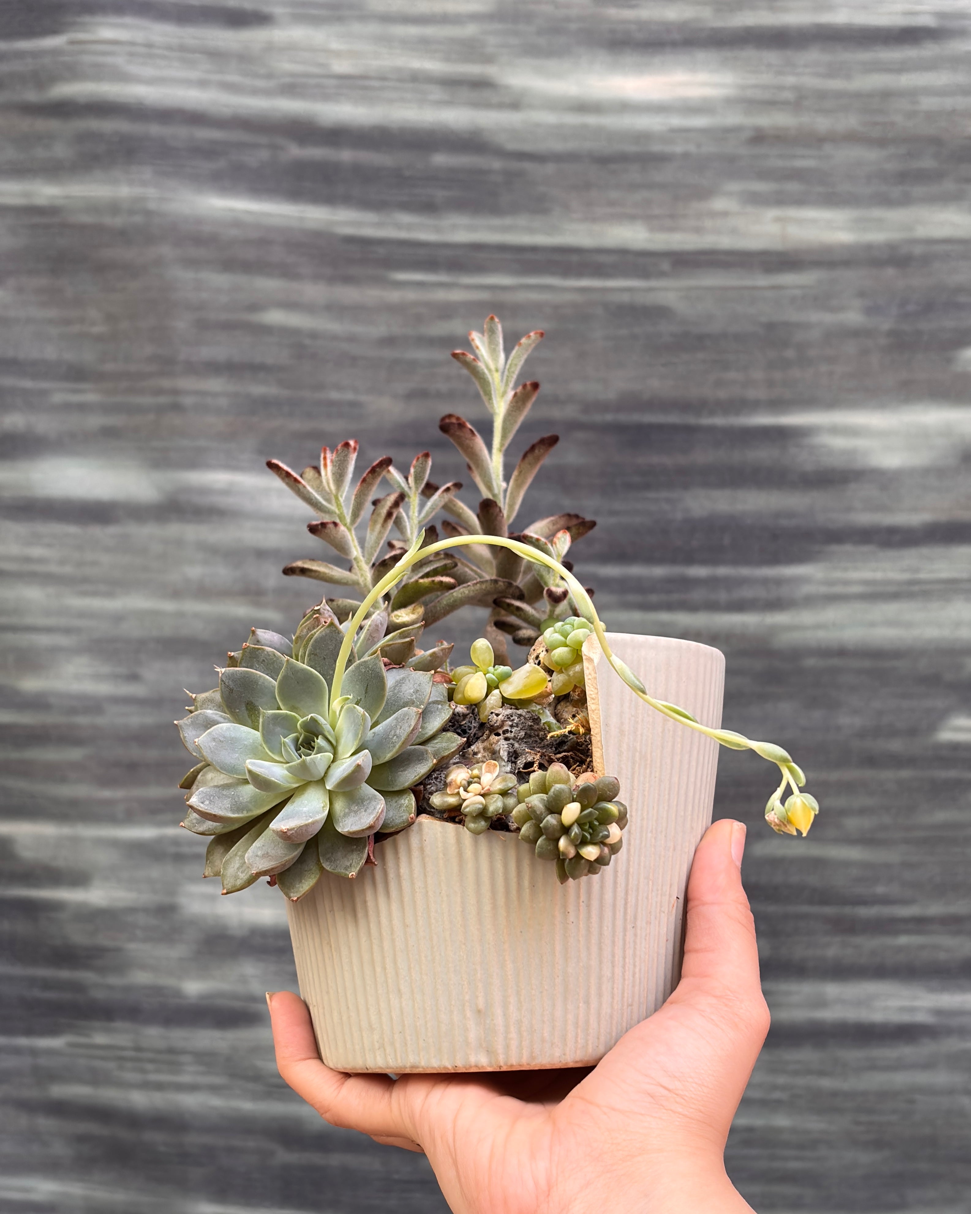 Special Succulent Arrangement in Broken Pot