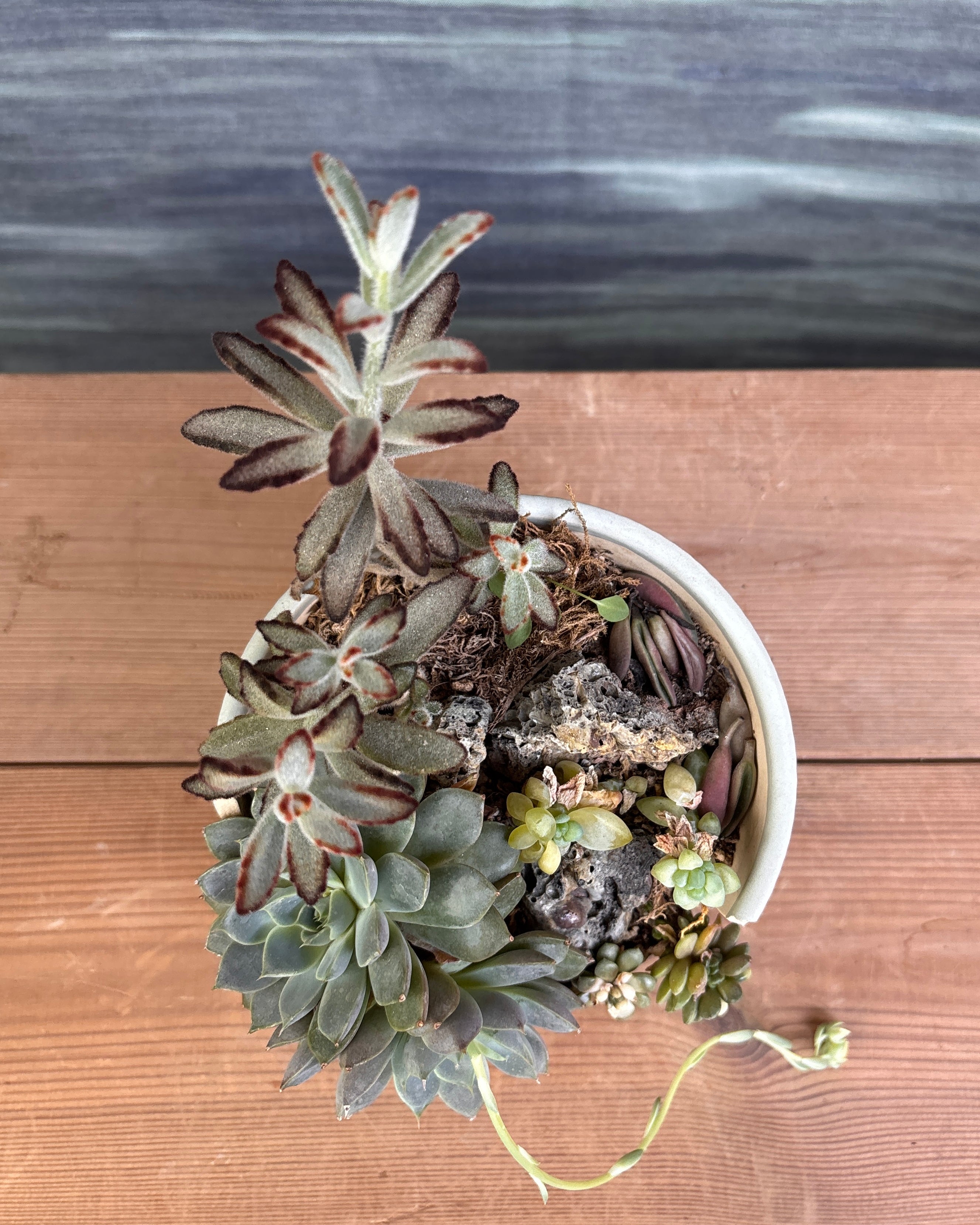 Special Succulent Arrangement in Broken Pot