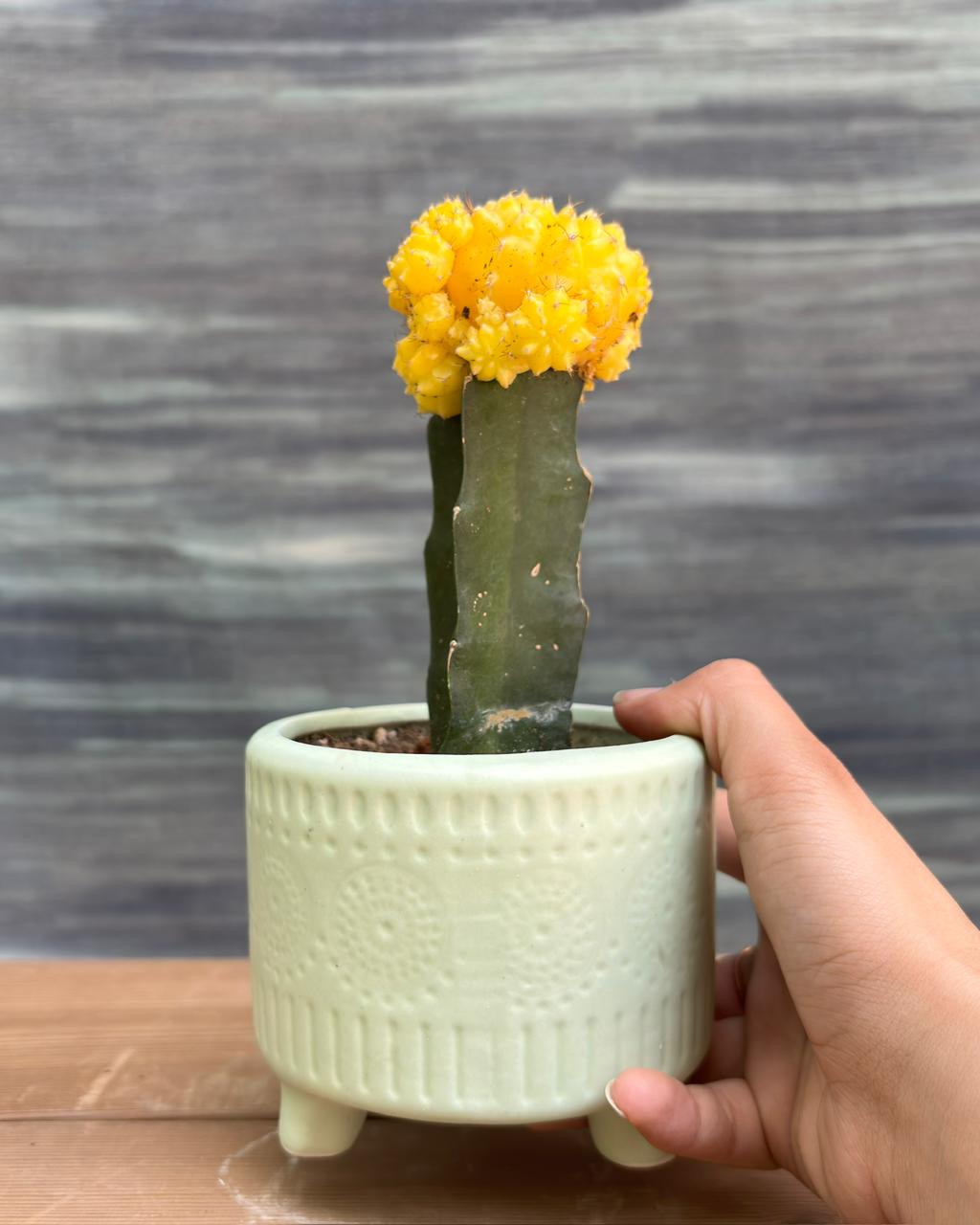 Vivid sunshine-yellow crown of Yellow Moon Cactus in deep green mandala ceramic pot – bright indirect light/gentle direct sun indoor plant, easy-care cactus gift for office desk, small plant from Planterie cafe in Delhi, best indoor plant for beginners