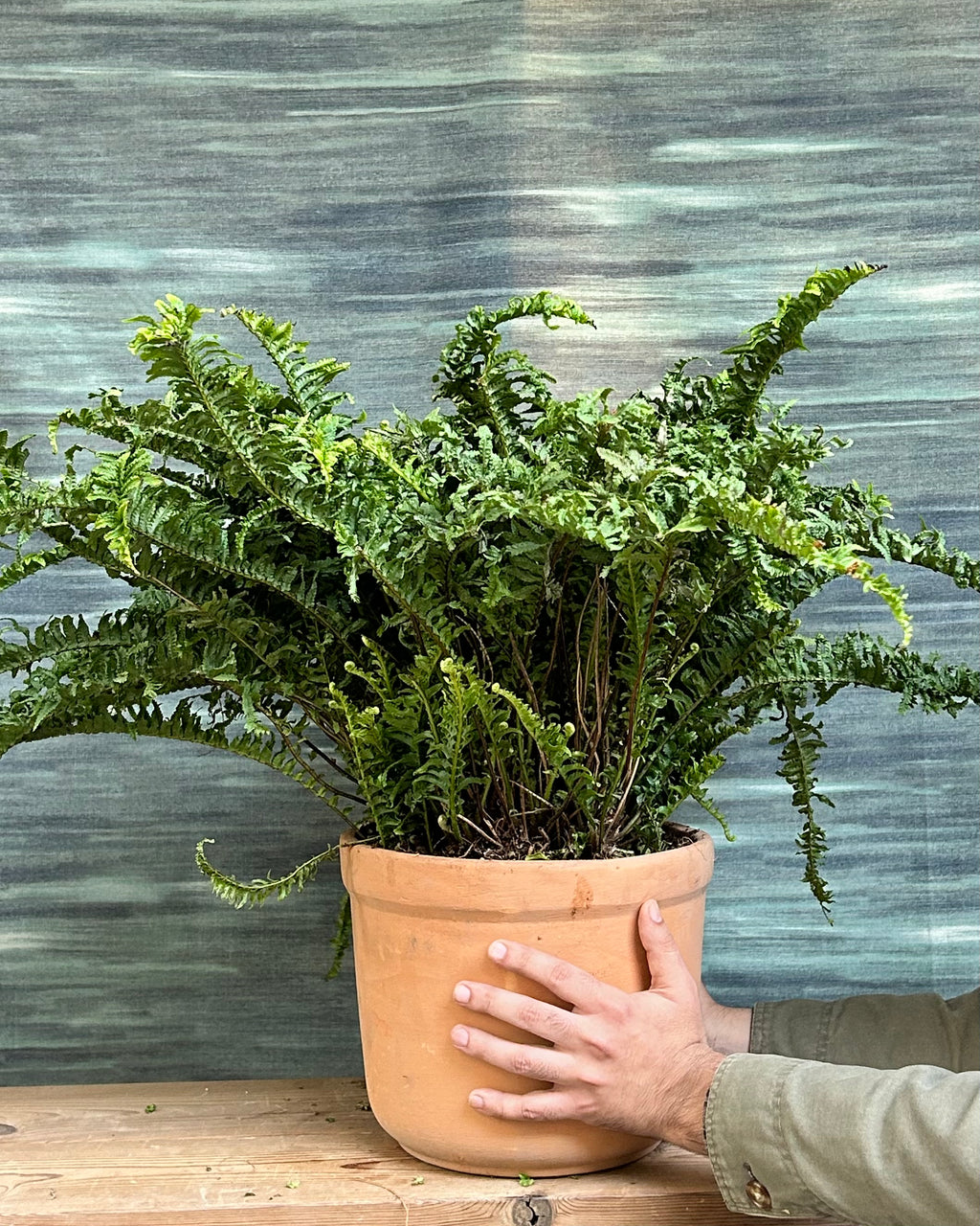 Sword fern or Boston fern with cascading fronds styled as an indoor hanging plant for home decor