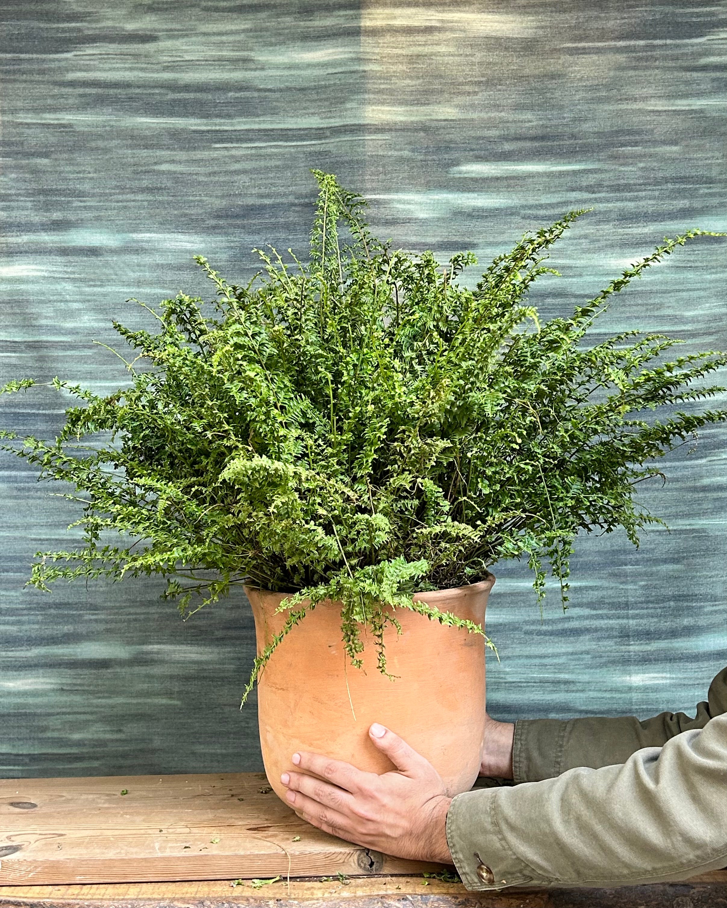 Leafy Boston fern or sword fern used as an indoor plant for living room decor