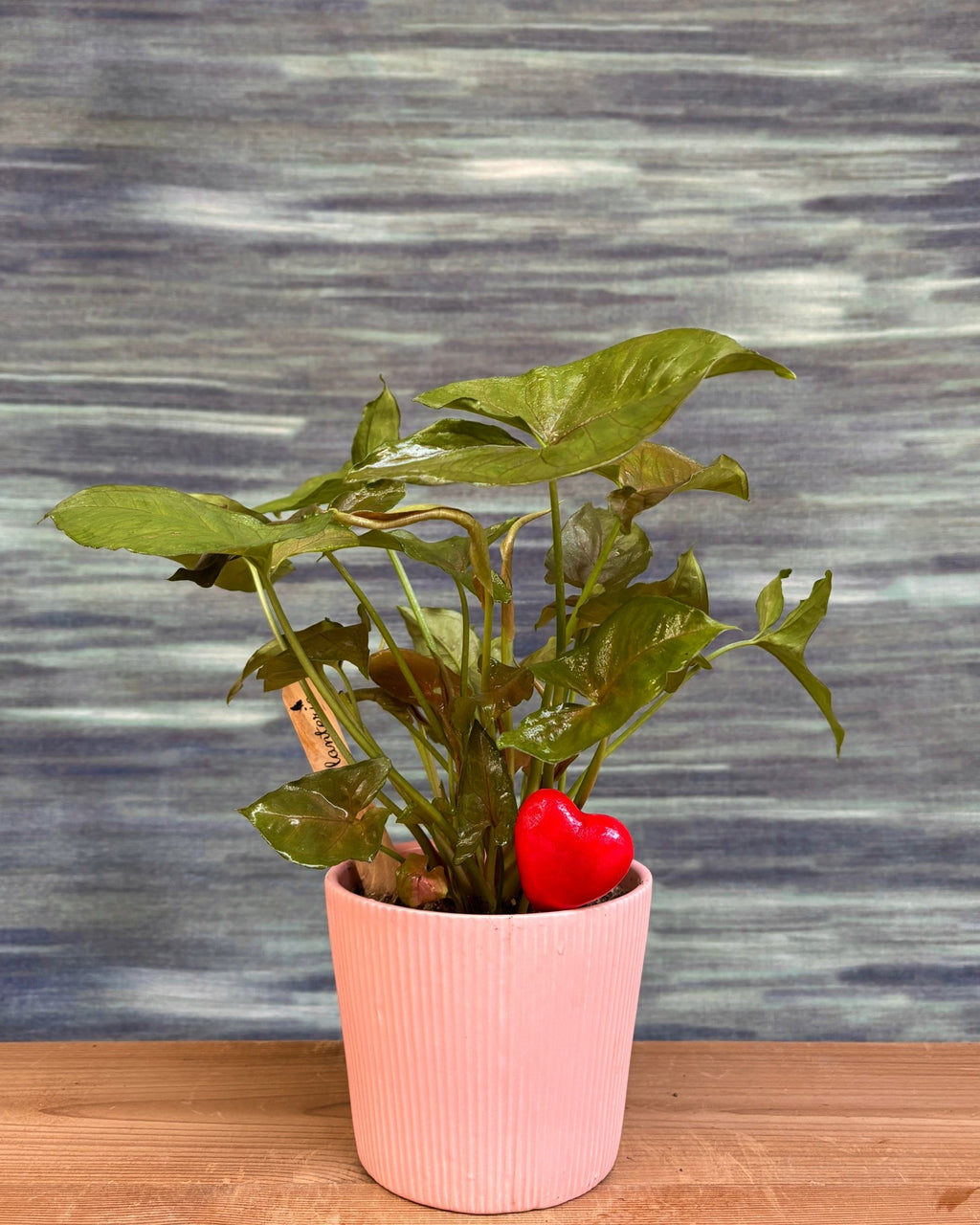 Syngonium Pink Allusion in Pretty Pink