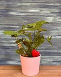 Syngonium Pink Allusion in Pretty Pink