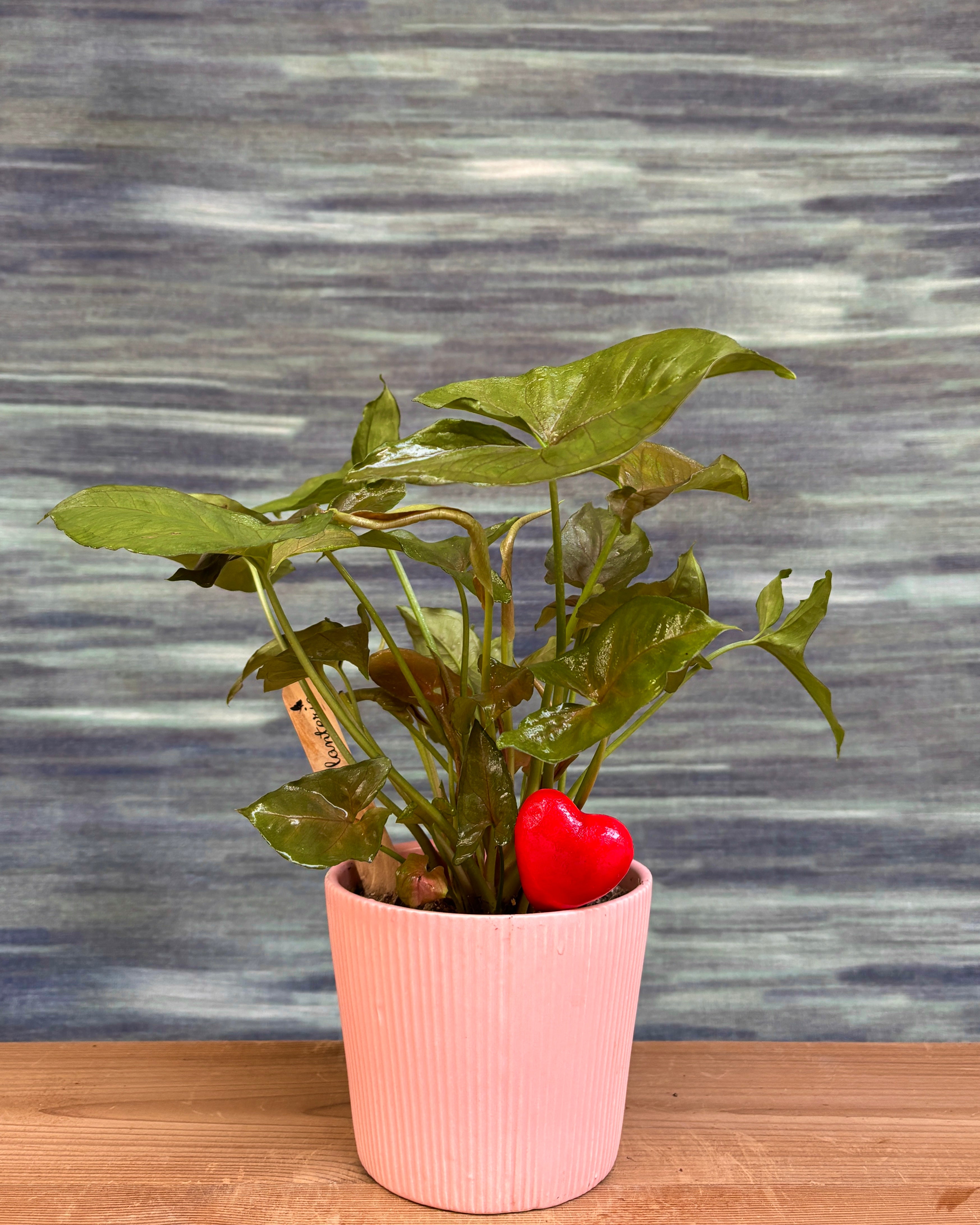 Syngonium Pink Allusion in Pretty Pink