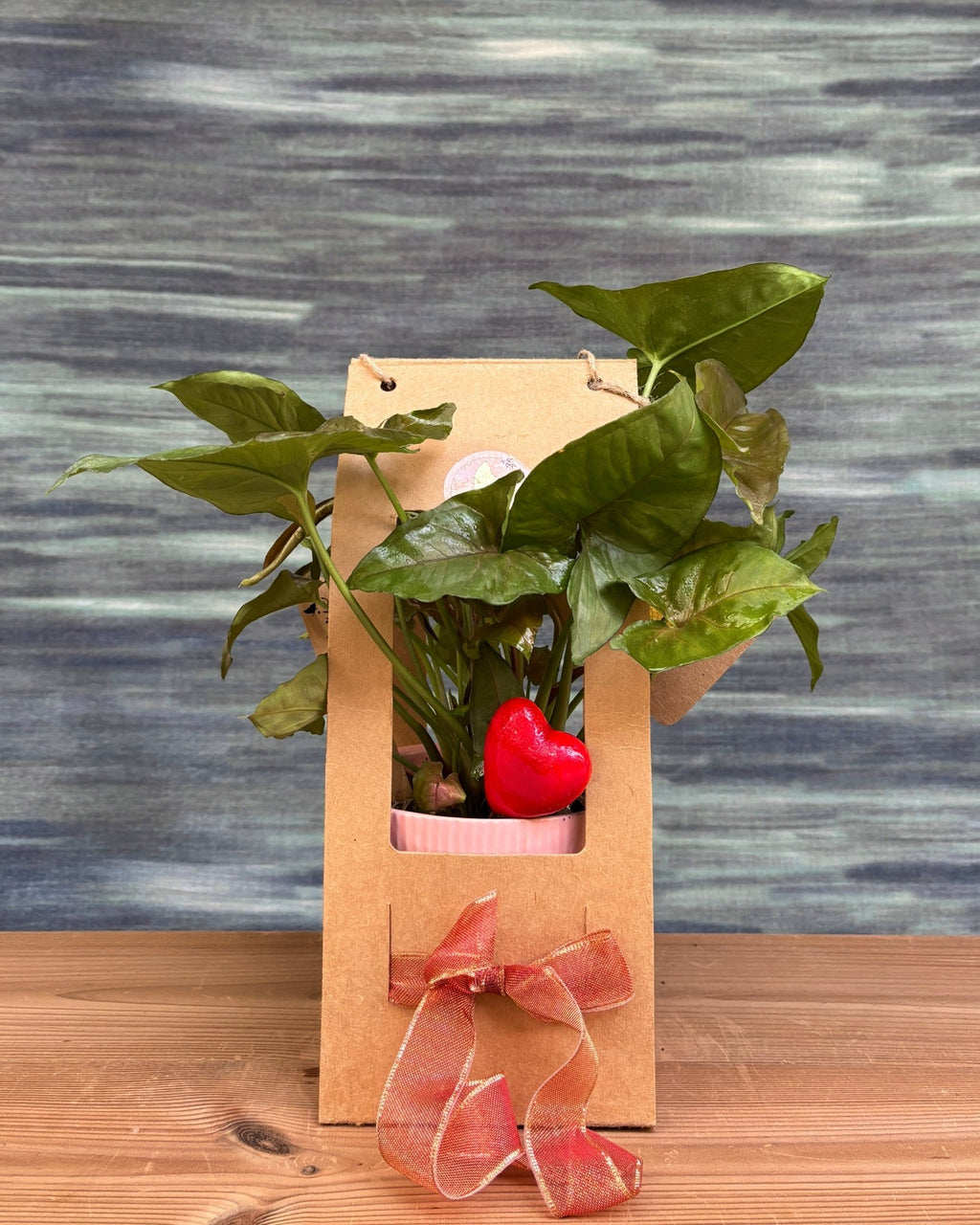 Syngonium Pink Allusion in Pretty Pink