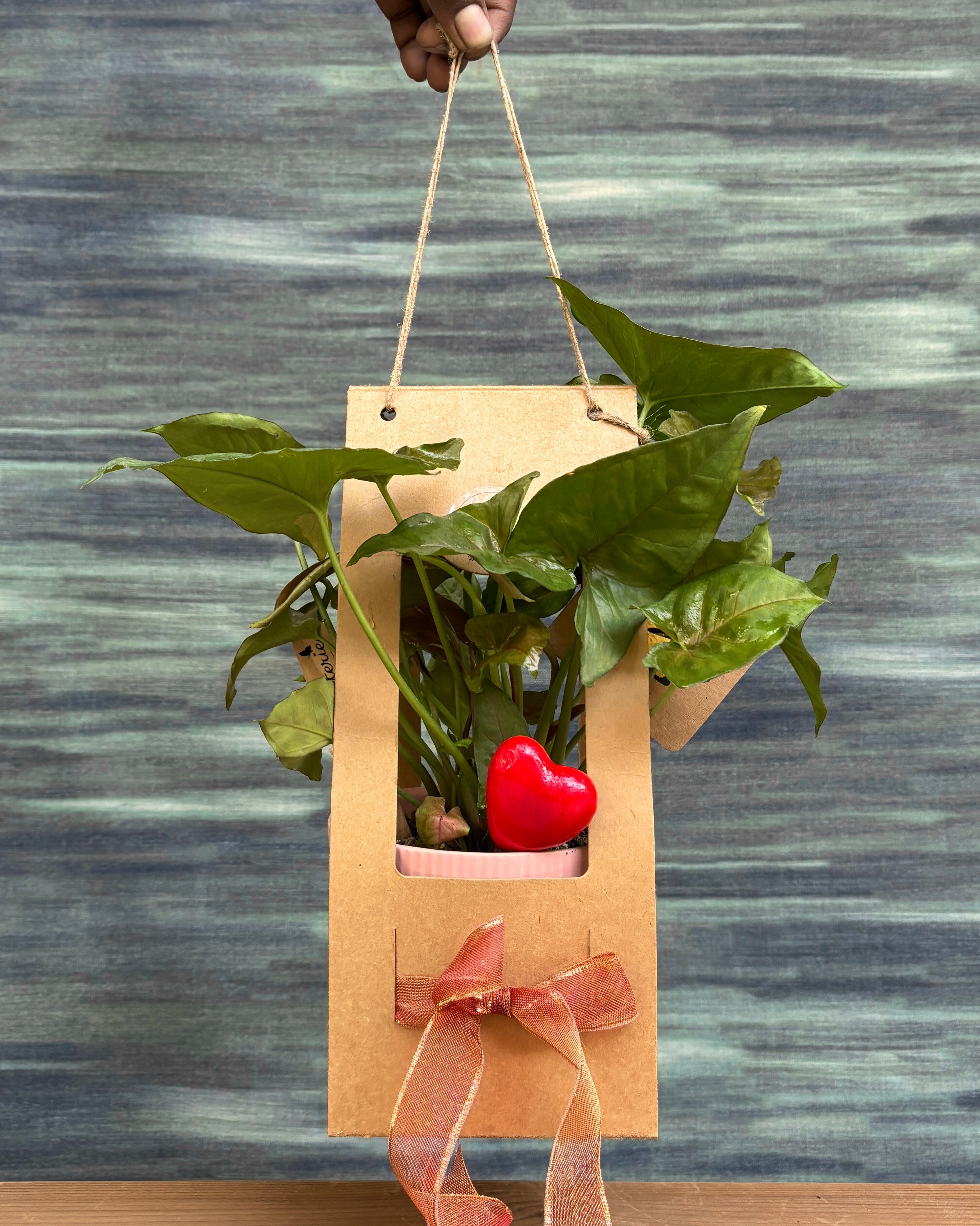 Syngonium Pink Allusion in Pretty Pink