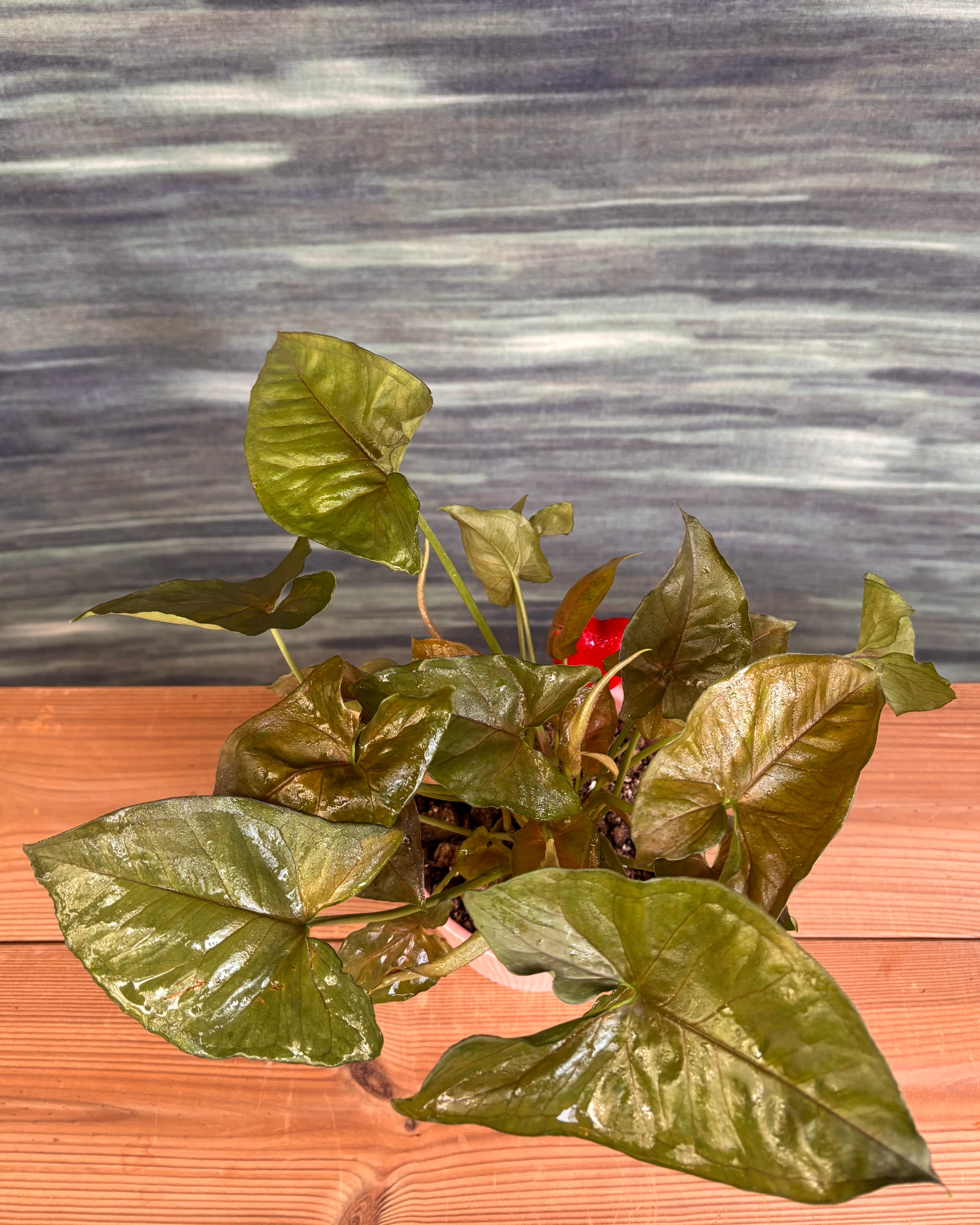 Syngonium Pink Allusion in Pretty Pink