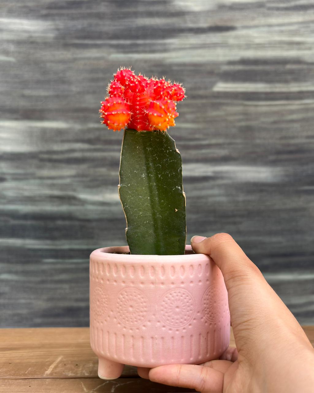 Vivid tangerine crown of Orange Moon Cactus in blush pink mandala ceramic pot – bright indirect light/gentle direct sun indoor plant, easy-care cactus gift for office desk, small colorful plant gift from Planterie cafe in Delhi, best indoor plant for beginners