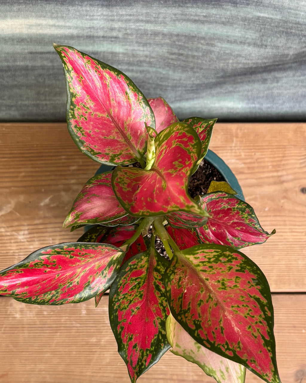 Aglaonema Red-Pink in rich teal green ceramic pot – low-maintenance colorful foliage indoor plant for gifting, table-top plant for bedside table, eco-friendly plant gift from Planterie Delhi, bright indirect light plant for Indian homes