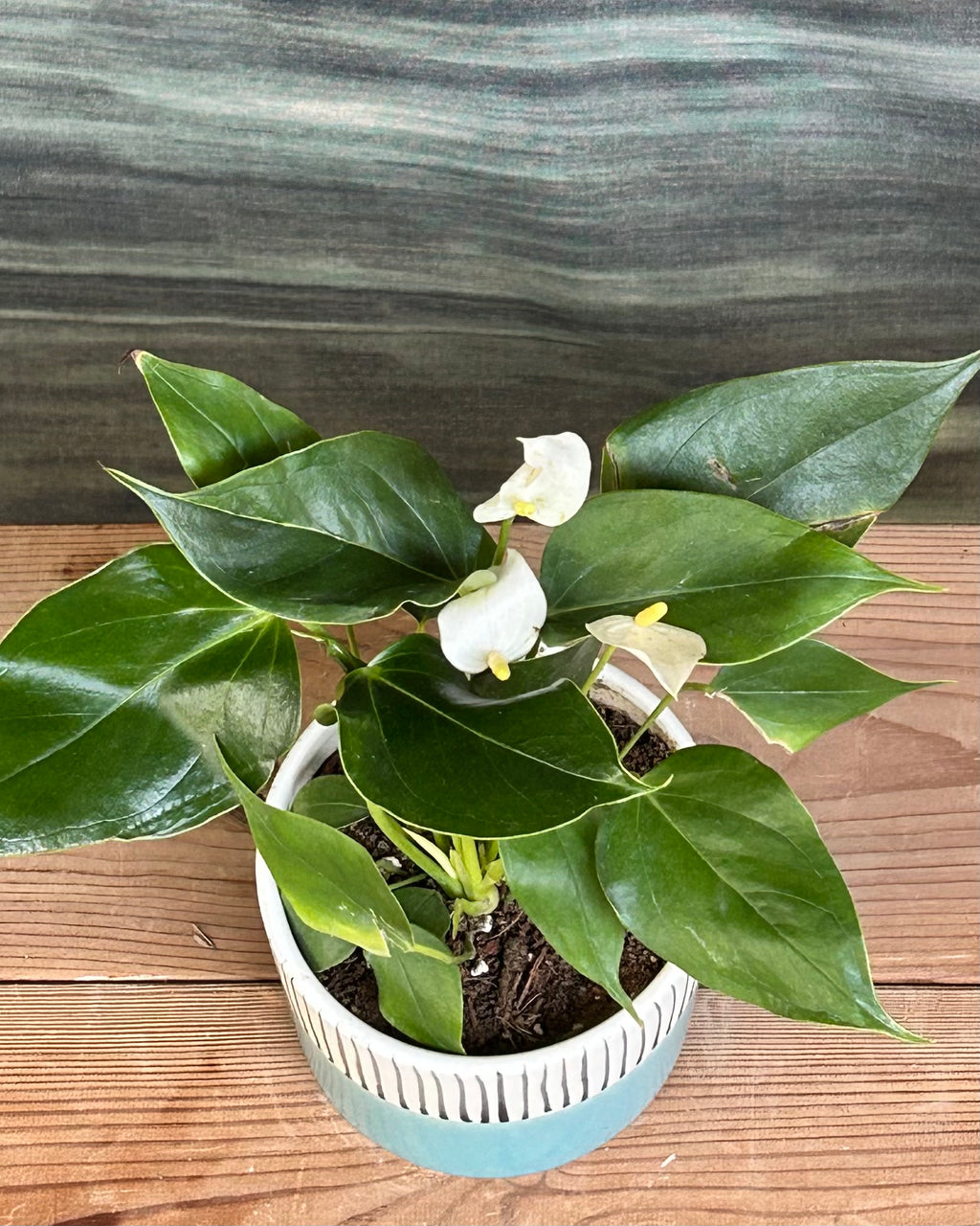 Close view of White Anthurium flowers with heart shaped white spathes and yellow spadix, tropical flowering indoor plant for Indian homes, beautiful table top plant arrangement and indoor plant gifts in Delhi for birthdays and anniversaries