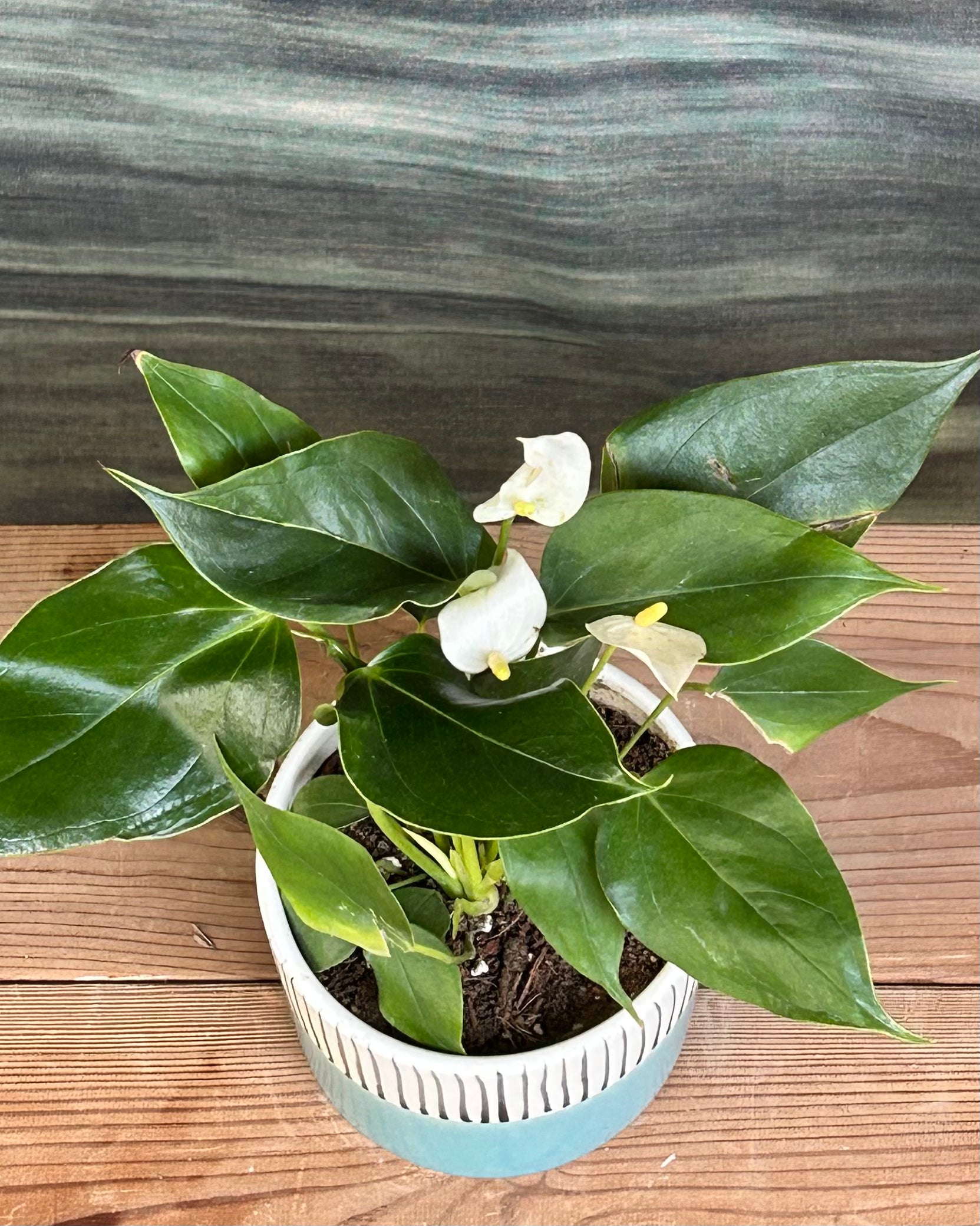 Close view of White Anthurium flowers with heart shaped white spathes and yellow spadix, tropical flowering indoor plant for Indian homes, beautiful table top plant arrangement and indoor plant gifts in Delhi for birthdays and anniversaries
