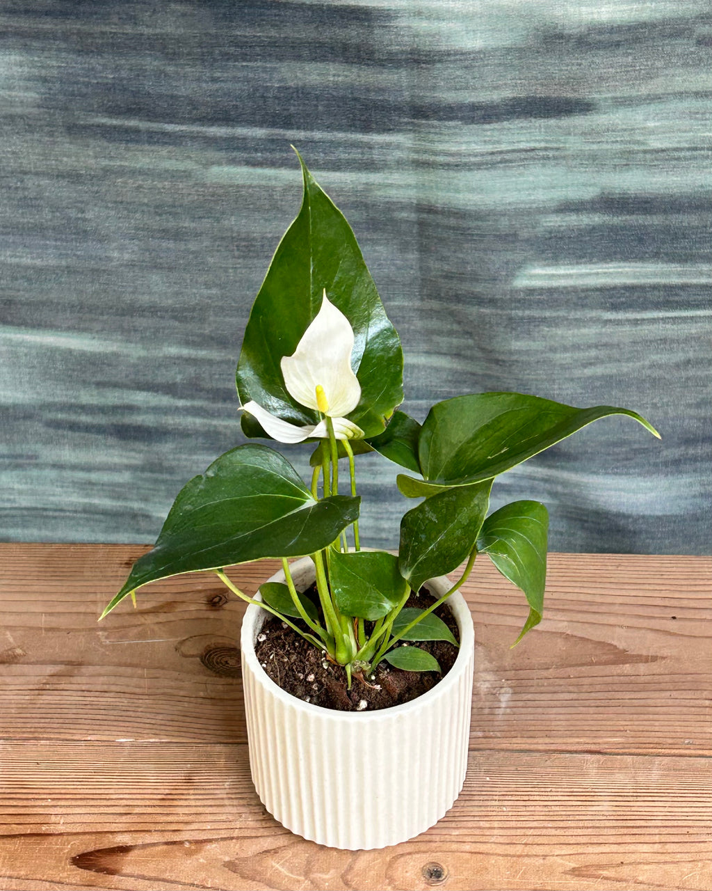 Close view of White Anthurium flowers with heart shaped white spathes and yellow spadix, tropical flowering indoor plant for Indian homes, beautiful table top plant arrangement and indoor plant gifts in Delhi for birthdays and anniversaries