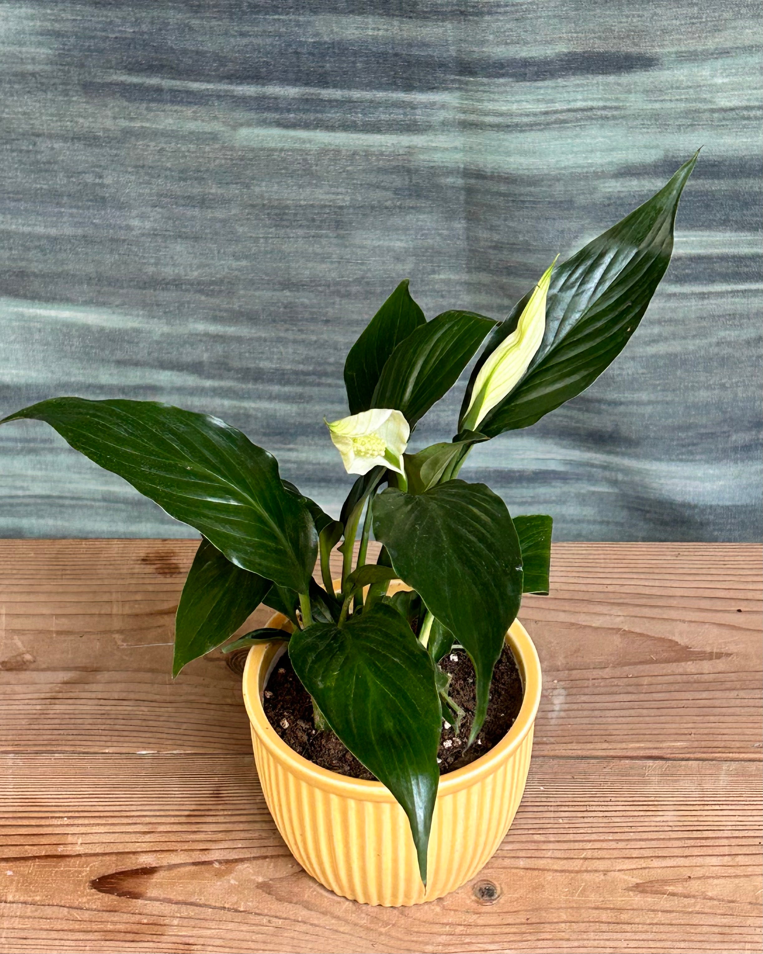 Close view of White Anthurium blooms with heart shaped white spathes and yellow spadix, a tropical flowering indoor plant for Indian homes, great as a table top plant arrangement and indoor plant gifts in Delhi for birthdays and celebrations
