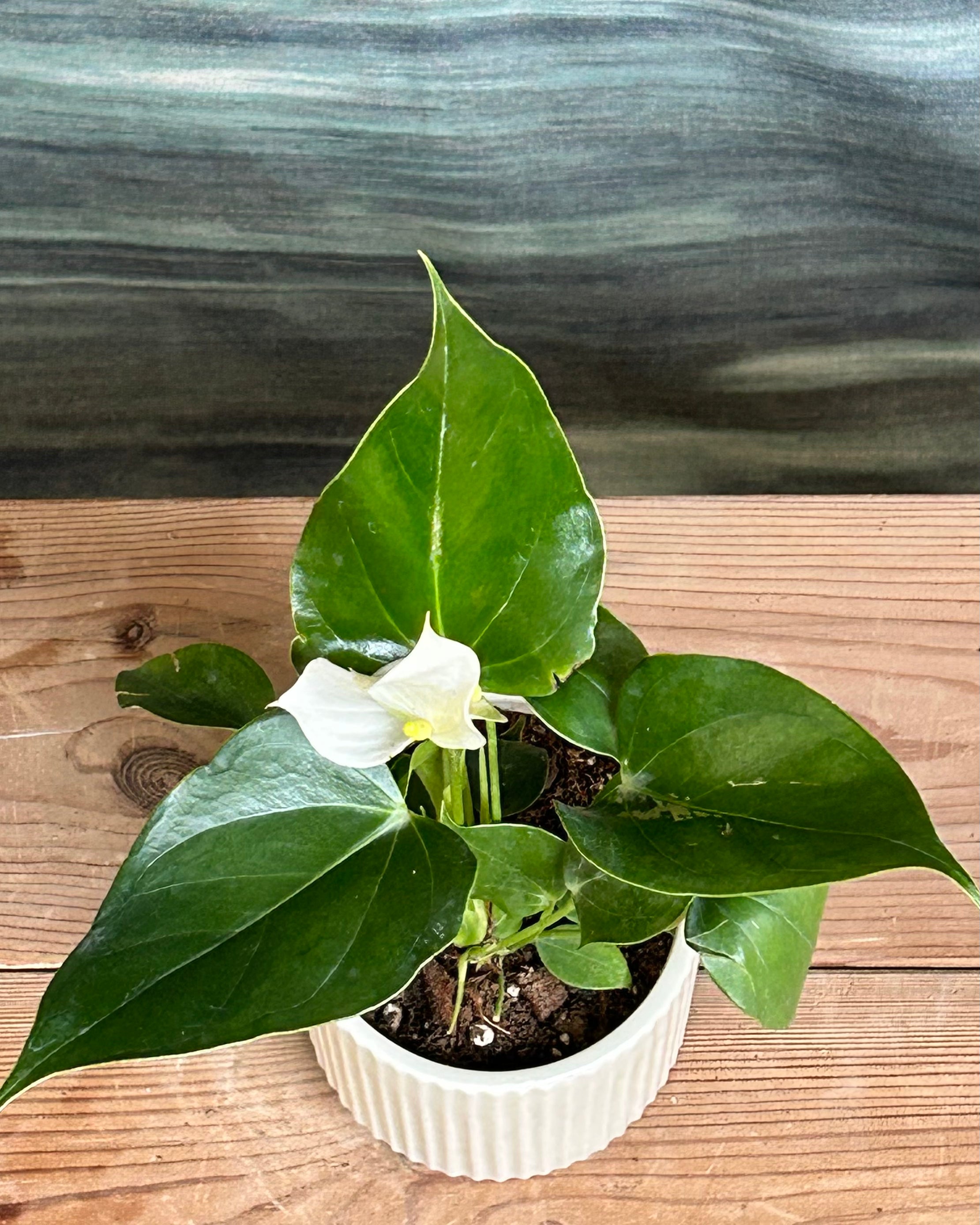 White Anthurium flowering plant in Java ceramic from Planterie cafe in Delhi, easy indoor plant for AC rooms in India, low maintenance indoor plants for beginners and best indoor plants for homes in Delhi