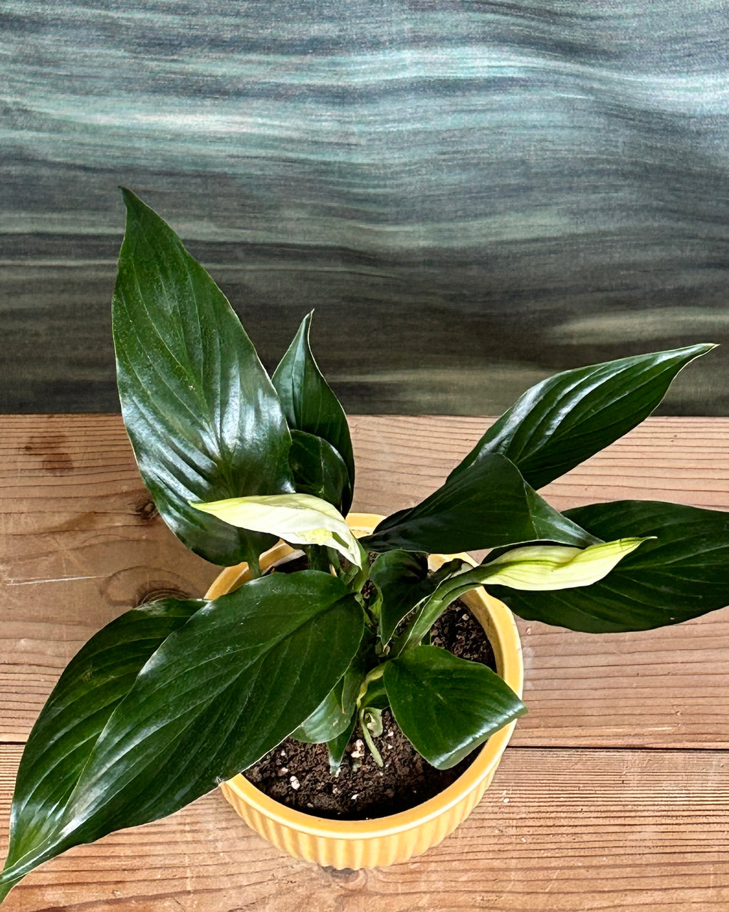 White Anthurium flowering plant in Yellow Pudding ceramic from Planterie cafe in Delhi, easy indoor plant for AC rooms in India, low maintenance indoor plants for beginners and best indoor plants for homes in Delhi