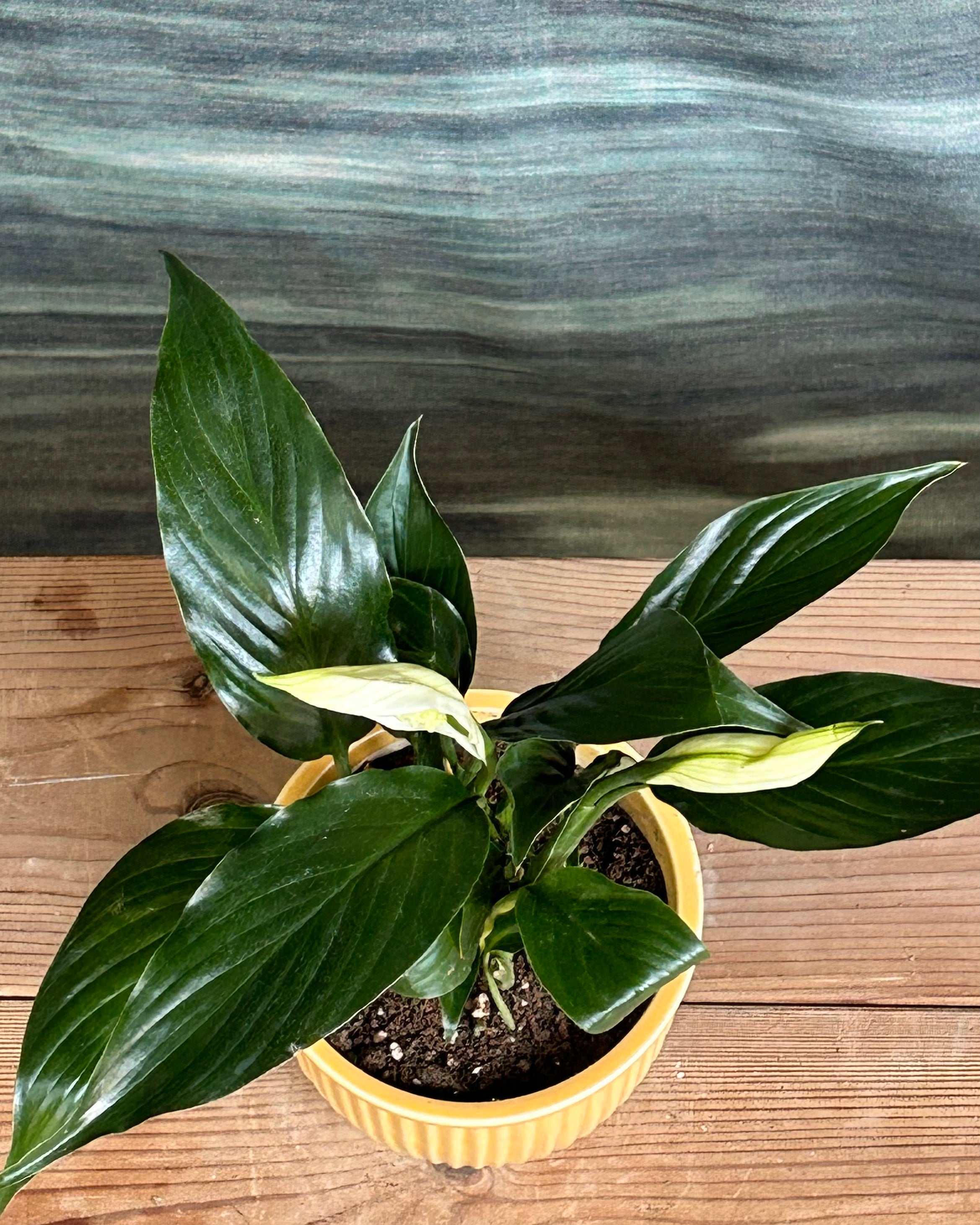 White Anthurium flowering plant in Yellow Pudding ceramic from Planterie cafe in Delhi, easy indoor plant for AC rooms in India, low maintenance indoor plants for beginners and best indoor plants for homes in Delhi