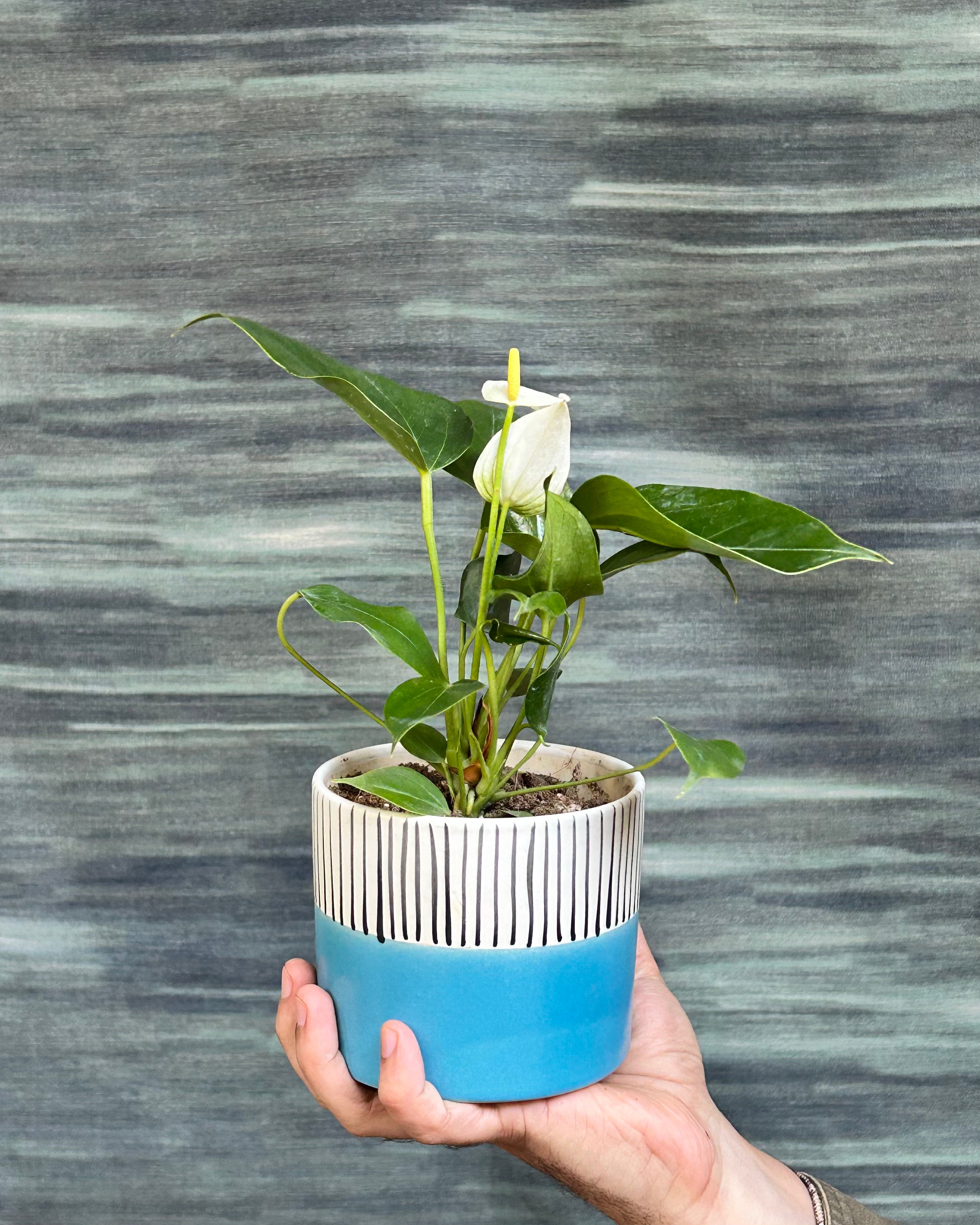 Anthurium White, also called White Flamingo Flower, White Laceleaf and Flamingo Lily, styled as a premium indoor plant gift in Delhi by Planterie plant studio in Delhi, ideal indoor plant gifts for housewarming in Delhi and plant gifting near me Delhi