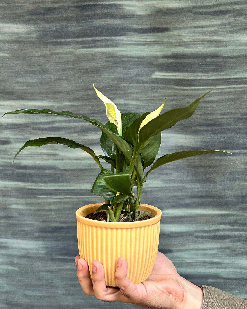 Anthurium White also called White Flamingo Flower, White Laceleaf and Flamingo Lily, styled as a premium indoor plant gift in Delhi by Planterie plant studio in Delhi, ideal indoor plant gifts for housewarming in Delhi and plant gifting near me Delhi
