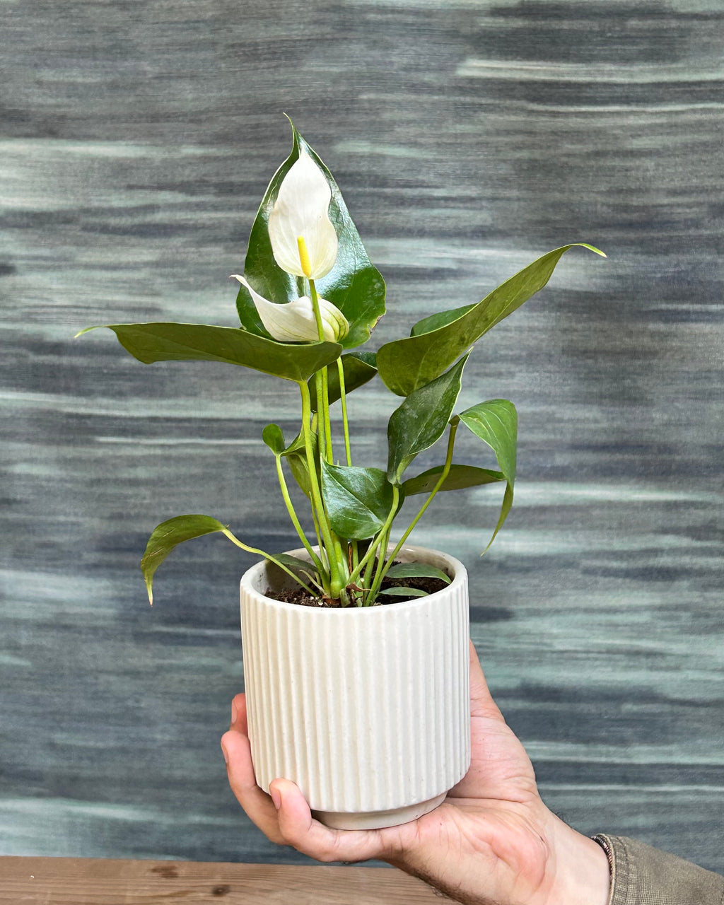 Anthurium White, also called White Flamingo Flower, White Laceleaf and Flamingo Lily, styled as a premium indoor plant gift in Delhi by Planterie plant studio in Delhi, ideal indoor plant gifts for housewarming in Delhi and plant gifting near me Delhi
