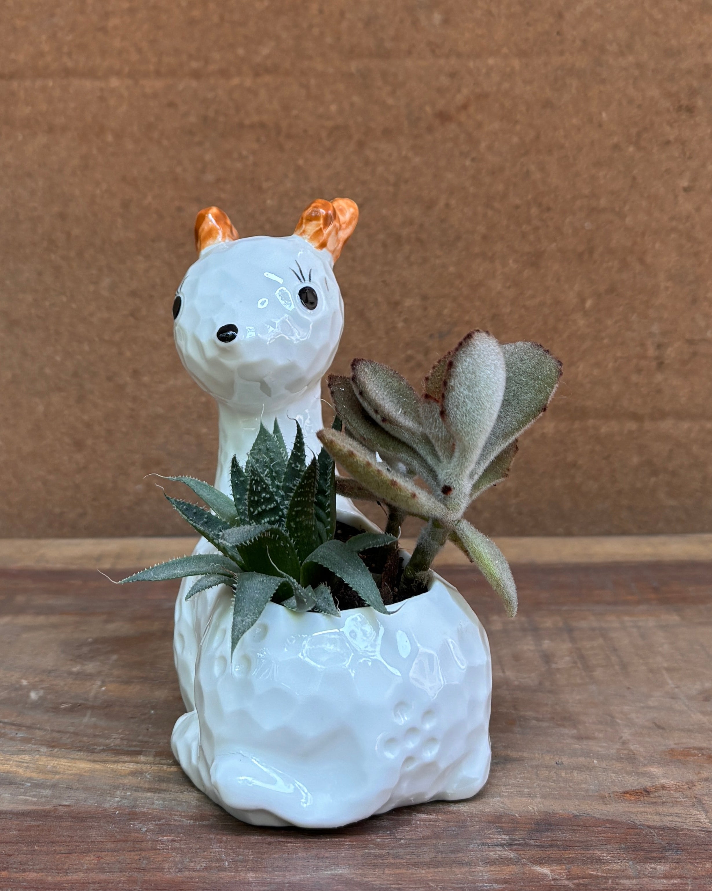 White fawn themed succulent premium plant gifts India from Planterie cafe available as indoor plants online India for World Environment Day