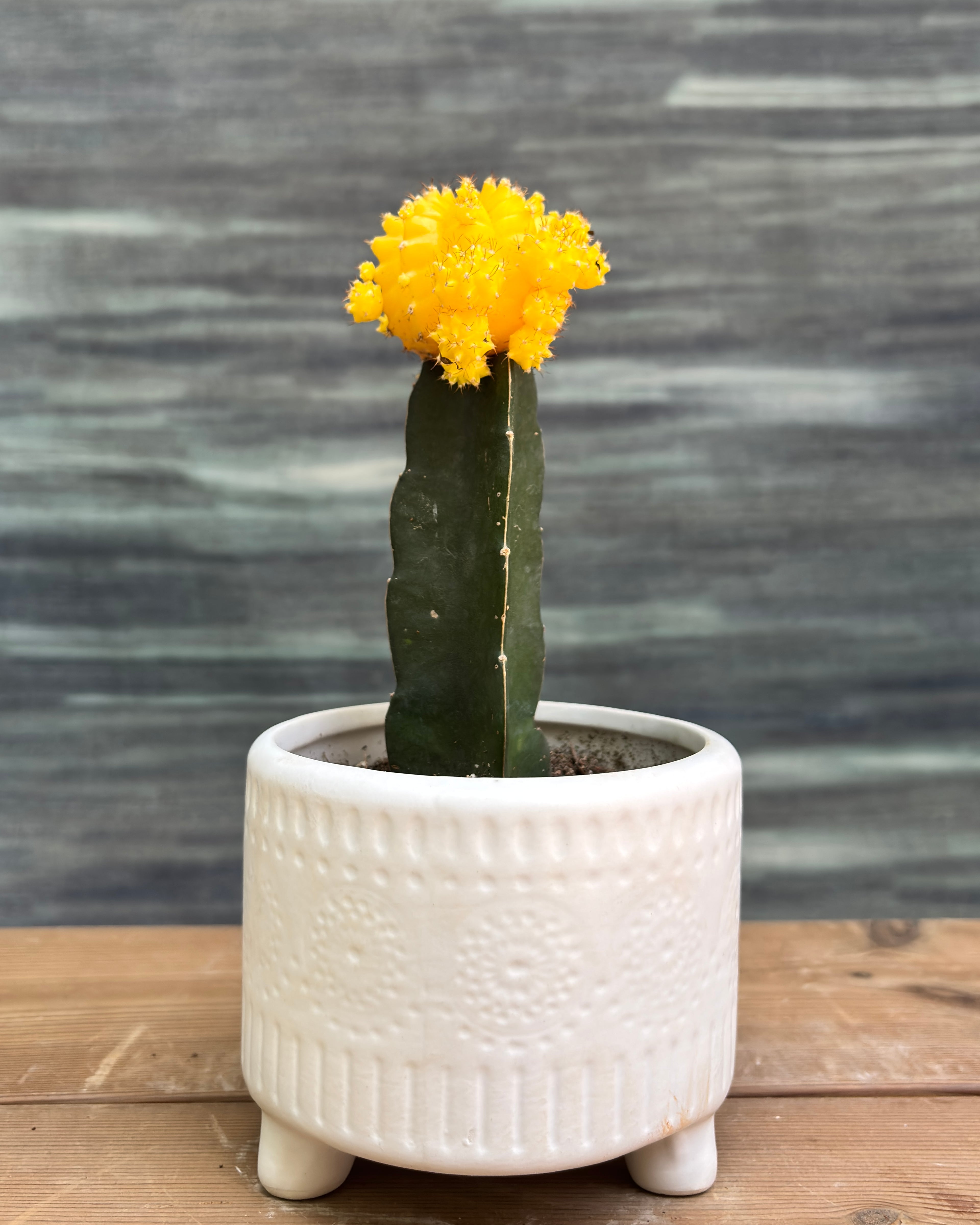 Yellow Moon Cactus with striking sunshine-yellow crown in crisp white mandala ceramic pot – low-maintenance clean cheerful cactus indoor plant gift from Planterie Delhi, perfect for AC rooms, bright indirect light, and table-top plant arrangements for Indian homes